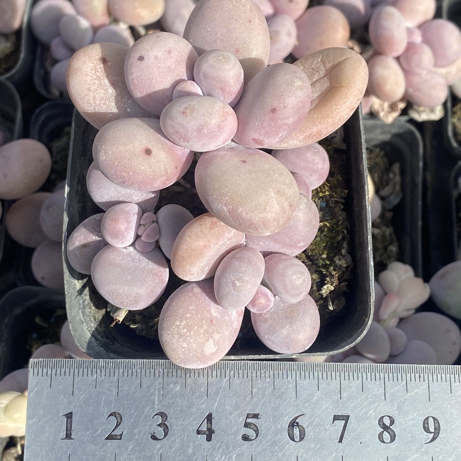 多肉植物 XY25 オレンジスノーボール 10株 抜き苗 エケベリア セダム