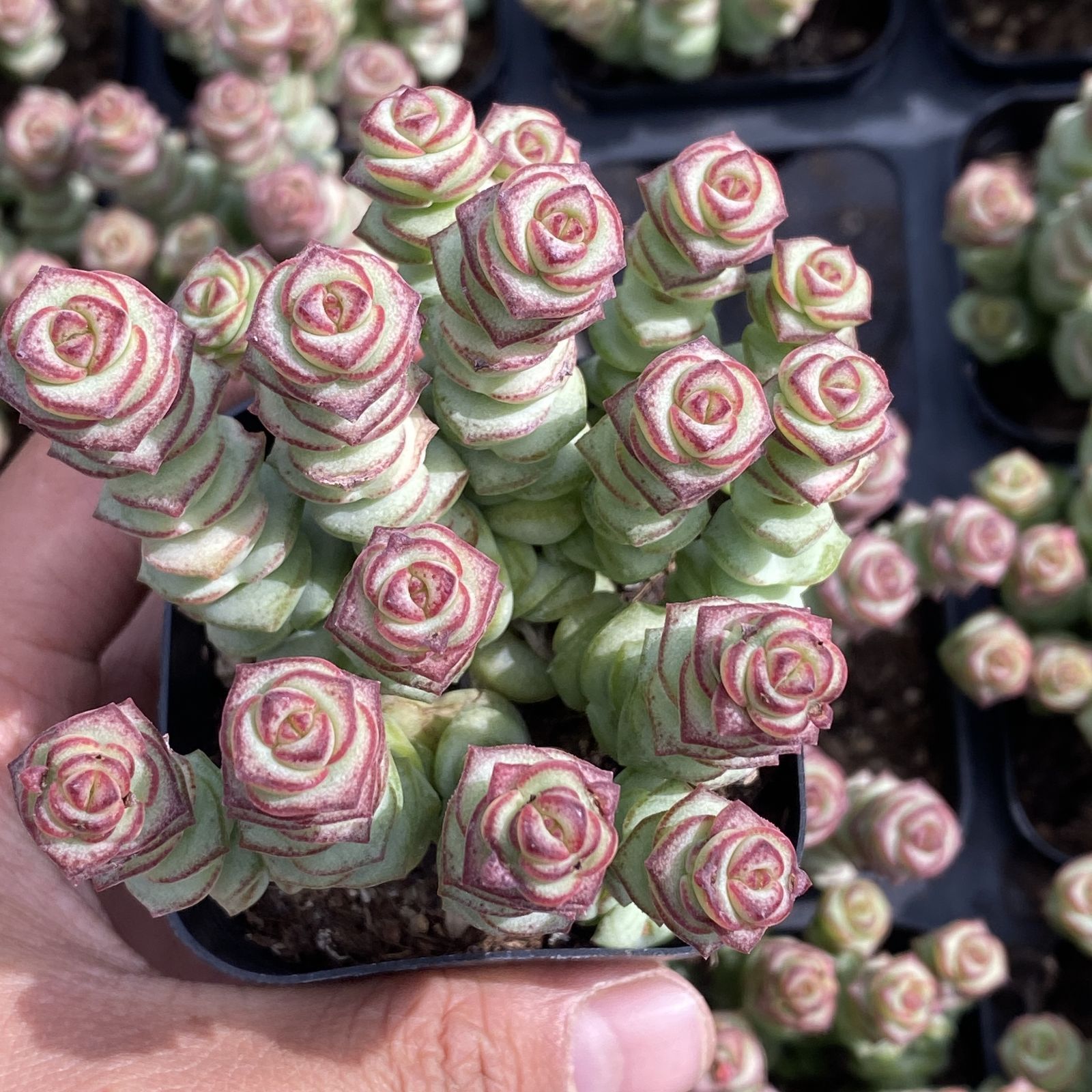 多肉植物 XY12 ゼニツナギ 10株 抜き苗 エケベリア セダム