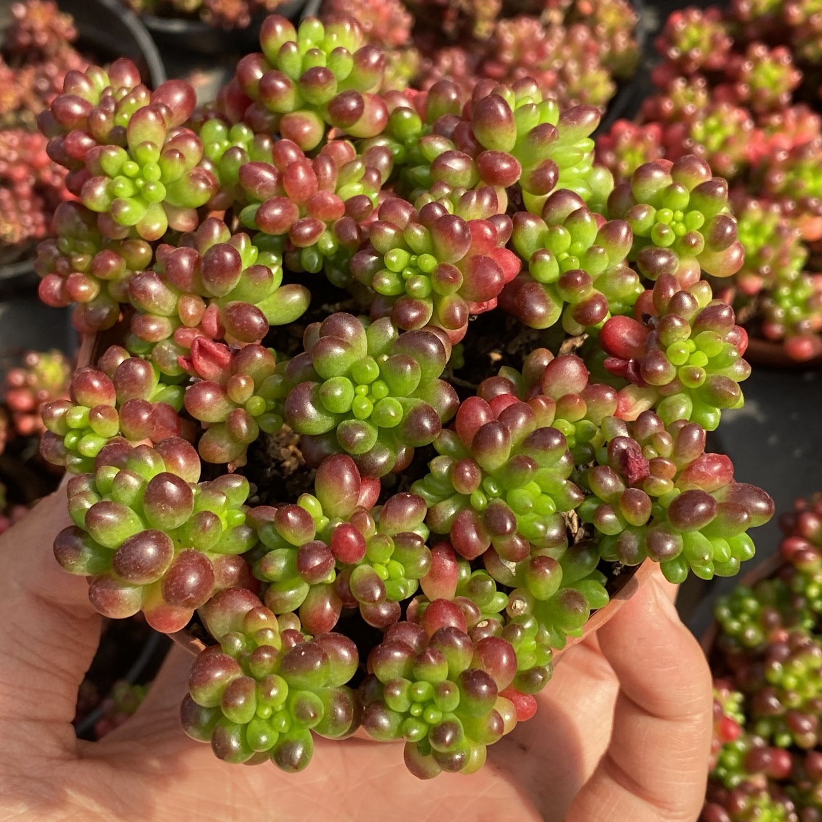 多肉植物 XY32 レッドベリー 10株 抜き苗 エケベリア セダム