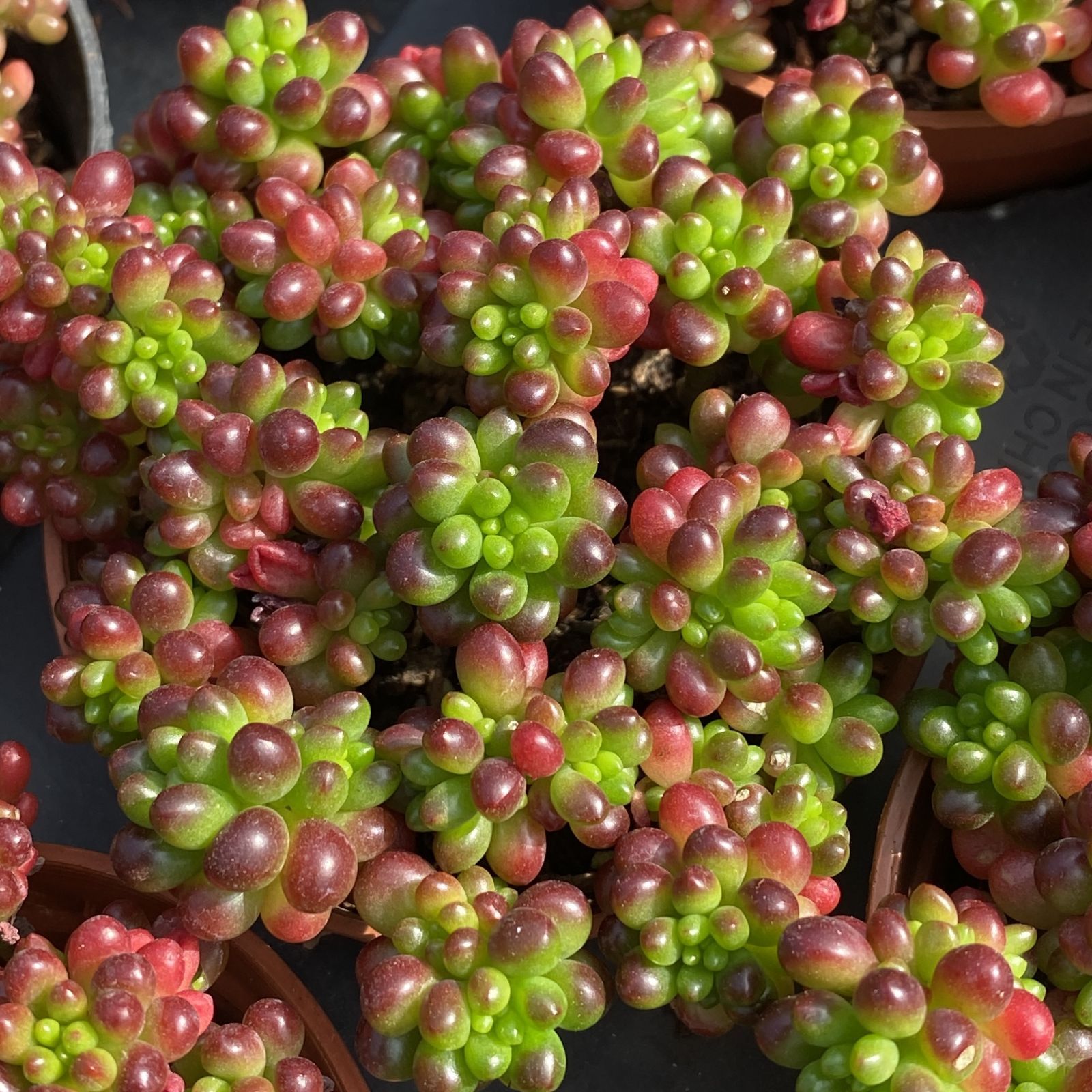 多肉植物 XY32 レッドベリー 10株 抜き苗 エケベリア セダム