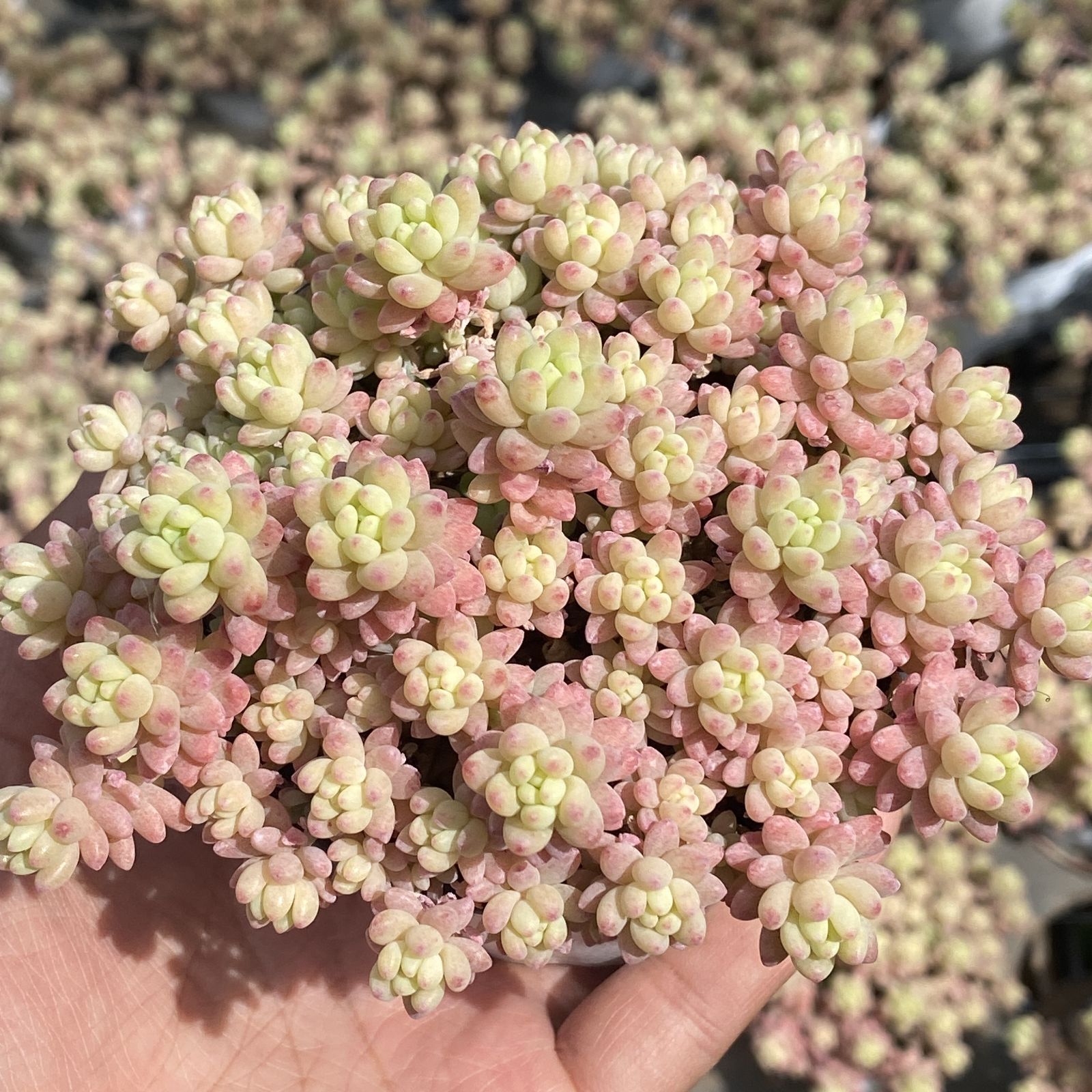 多肉植物 XY22 ハナダンキン 10株 抜き苗 エケベリア セダム