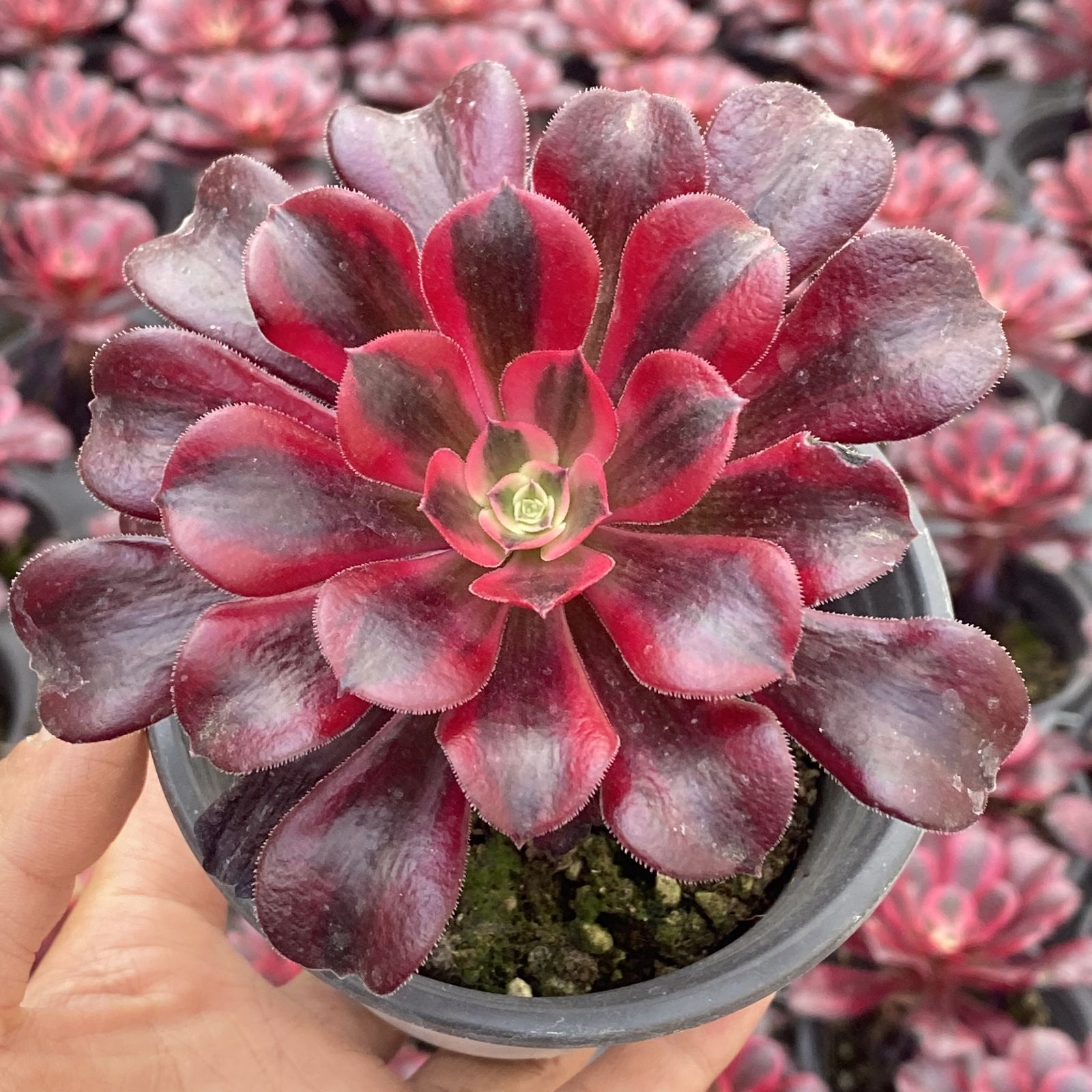 多肉植物 XY21 メドゥーサ 10株 抜き苗 エケベリア セダム