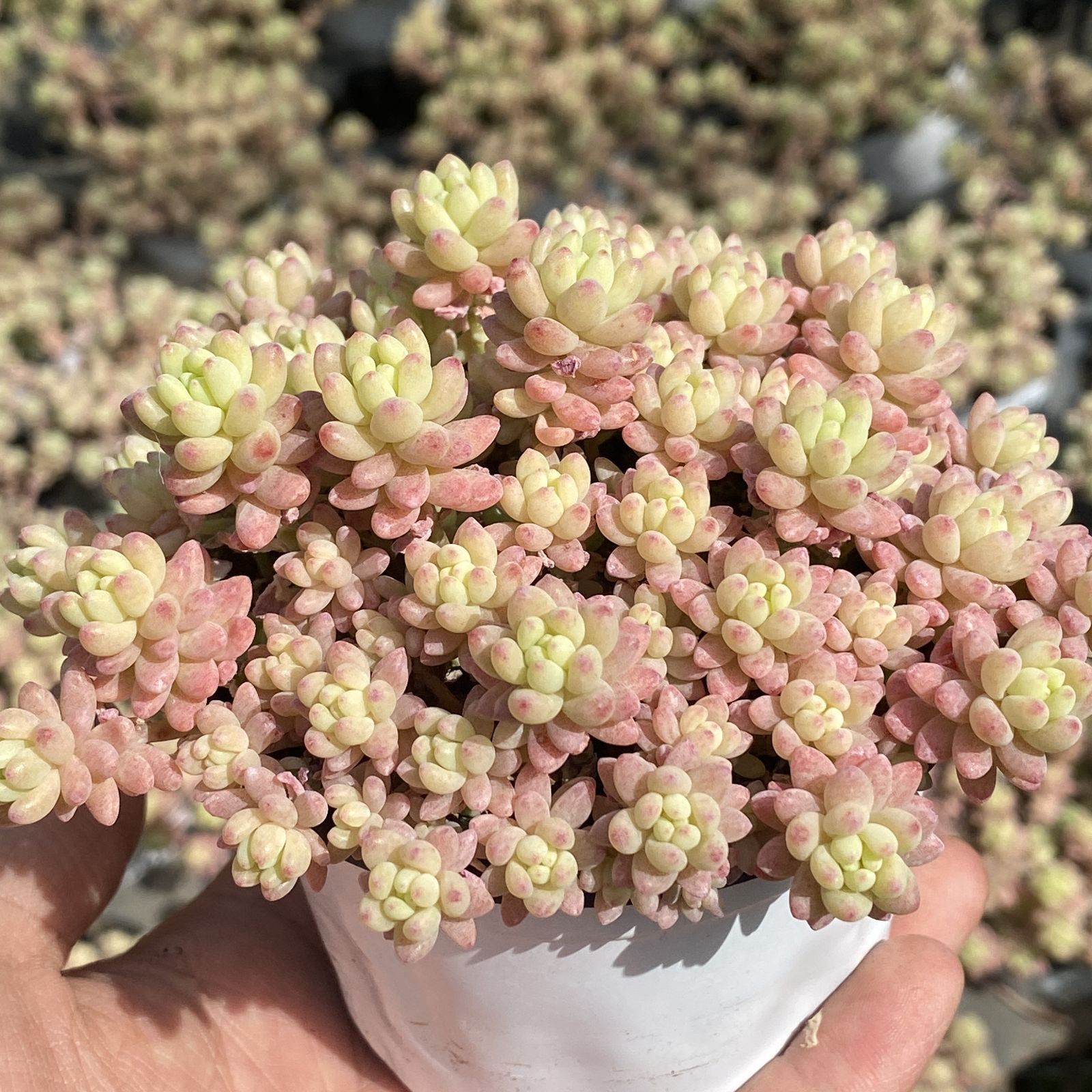 多肉植物 XY22 ハナダンキン 10株 抜き苗 エケベリア セダム