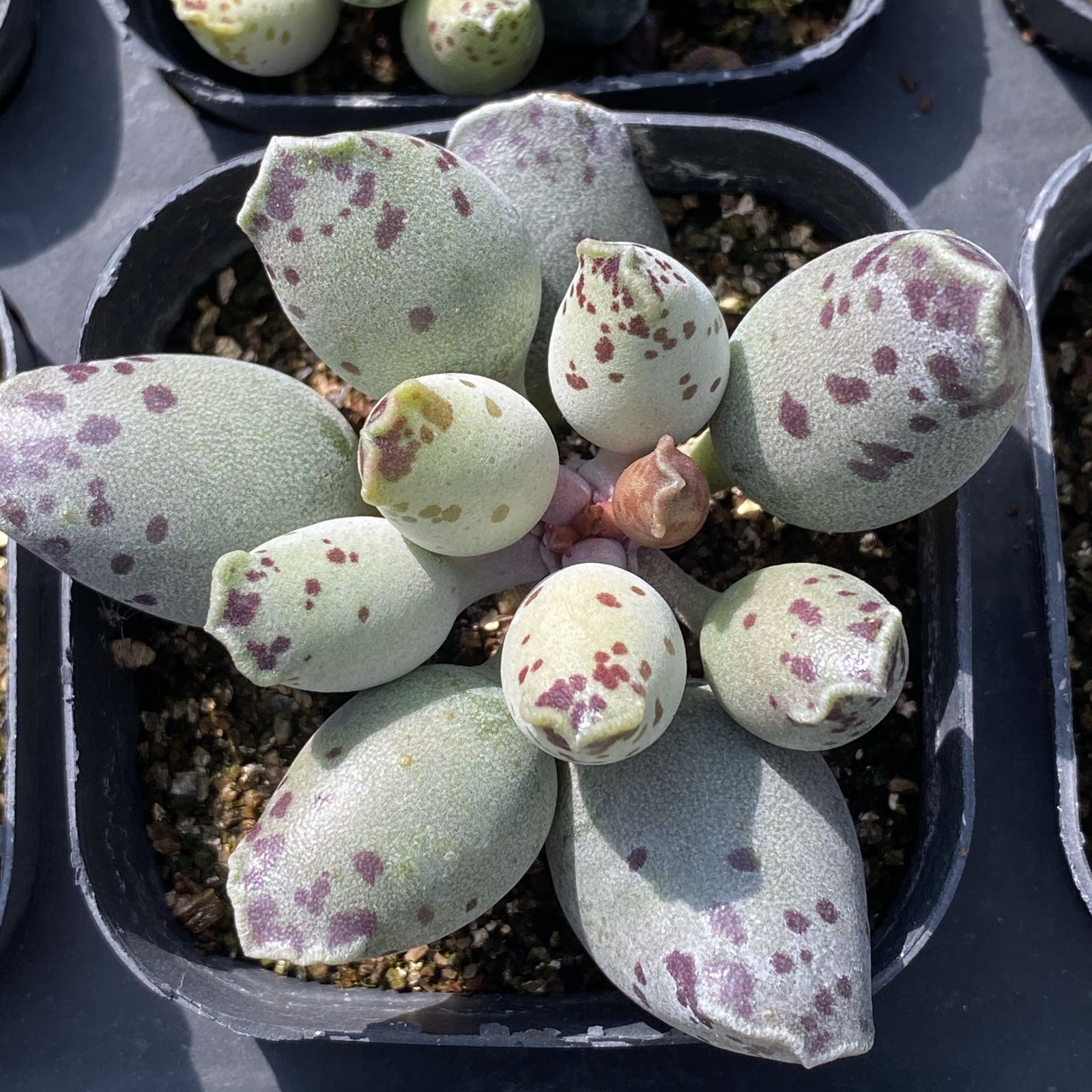 多肉植物 XY46 アザラシ 10株 抜き苗 エケベリア セダム アエオニウム