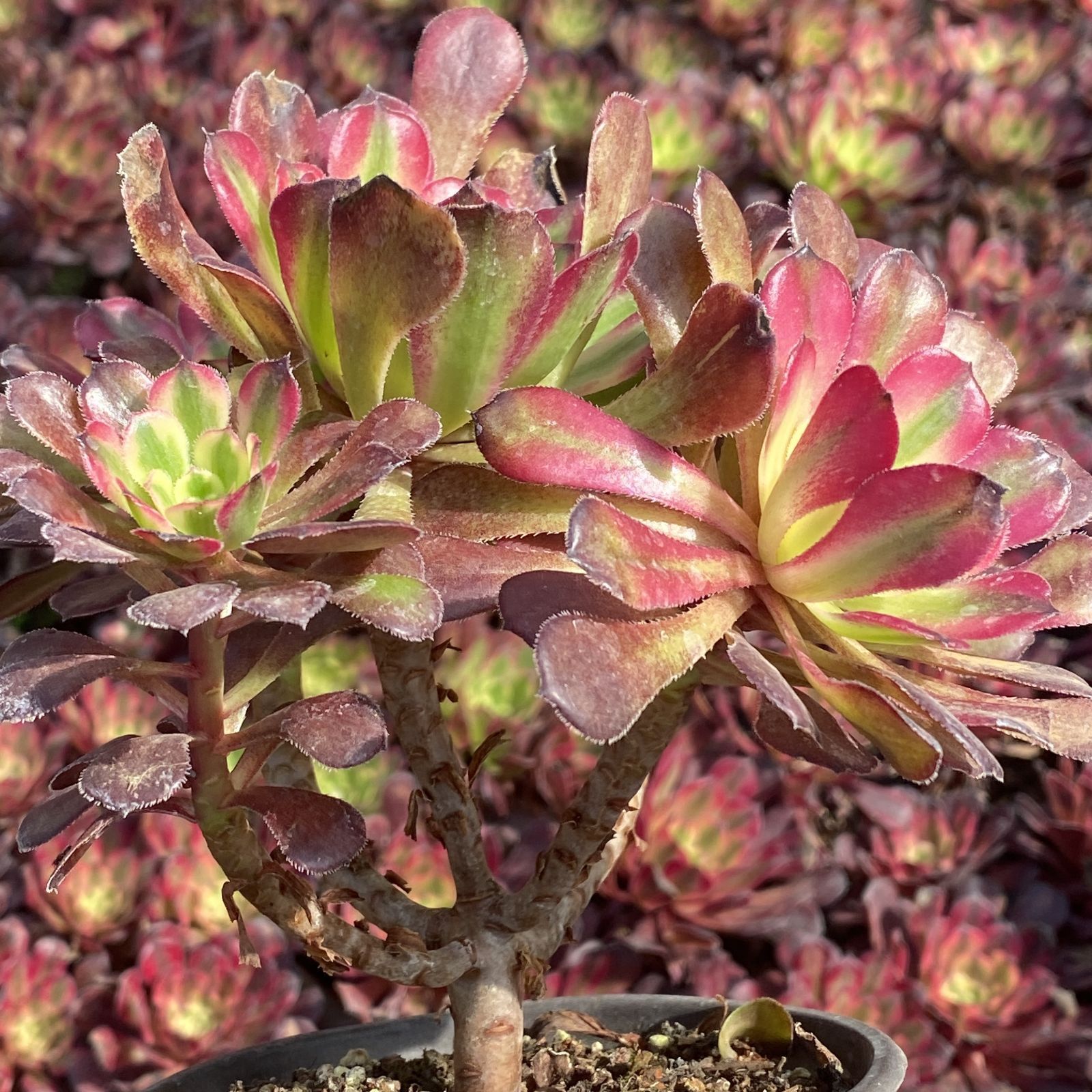 多肉植物 XY27 コウガン 10株 抜き苗 エケベリア セダム アエオニウム