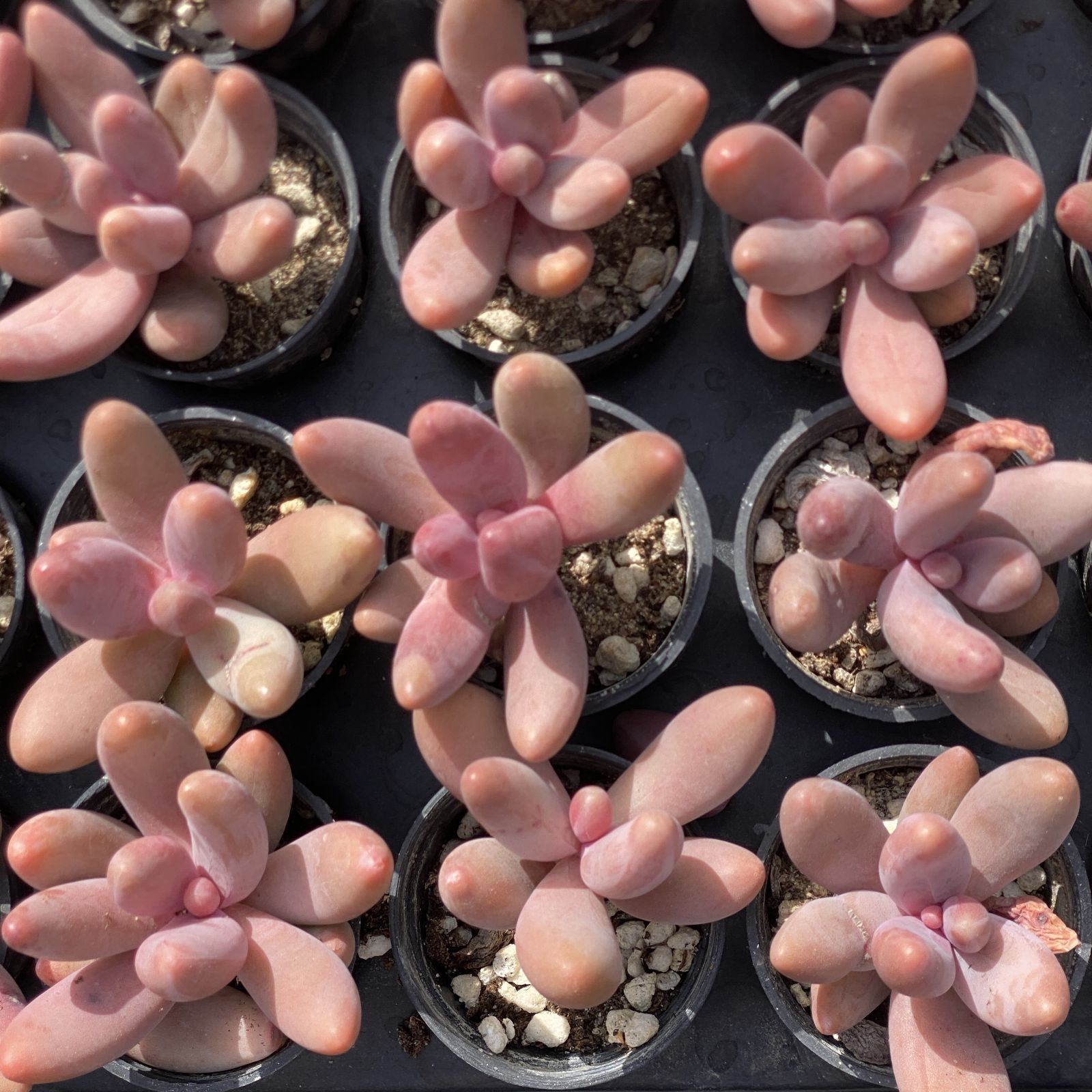 多肉植物 XY40 レッドフィンガー 10株 抜き苗 エケベリア セダム