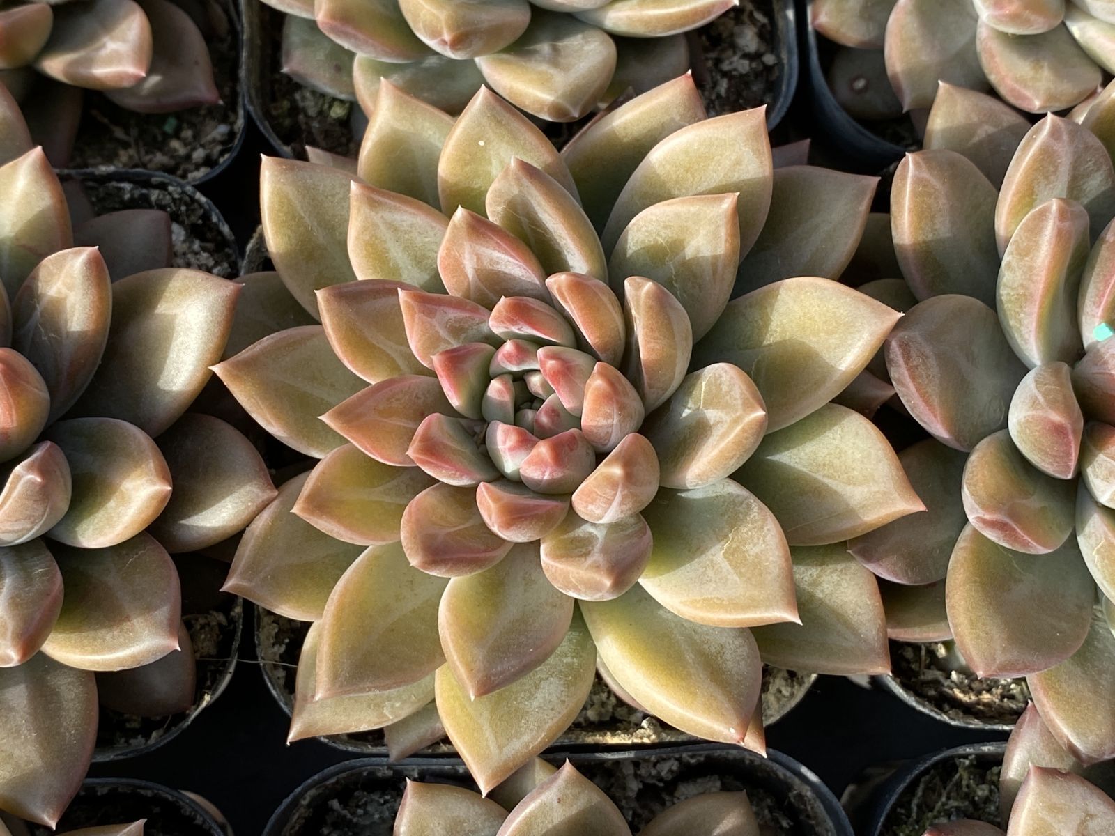 多肉植物 Z3014 ファントムビジン 32株 抜き苗 エケベリア セダム