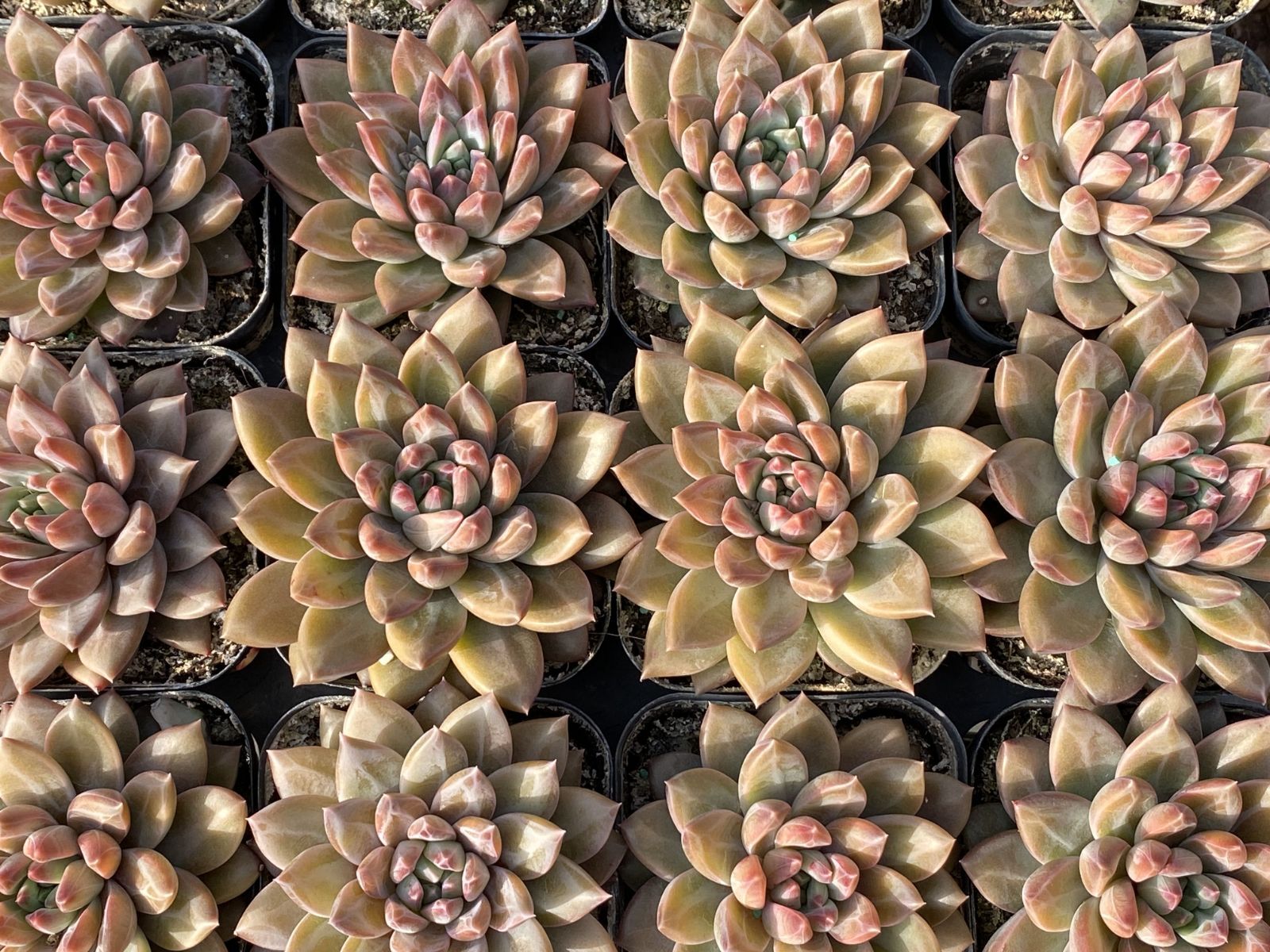 多肉植物 Z3014 ファントムビジン 32株 抜き苗 エケベリア セダム