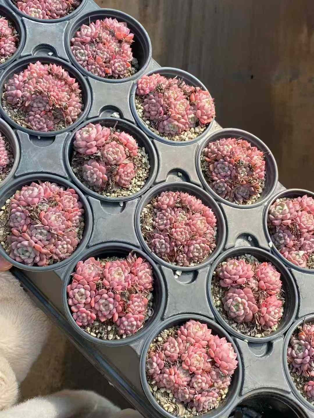 18株の抜き苗セット カワイイアワ 多肉植物 佐川急便発送 エケベリア