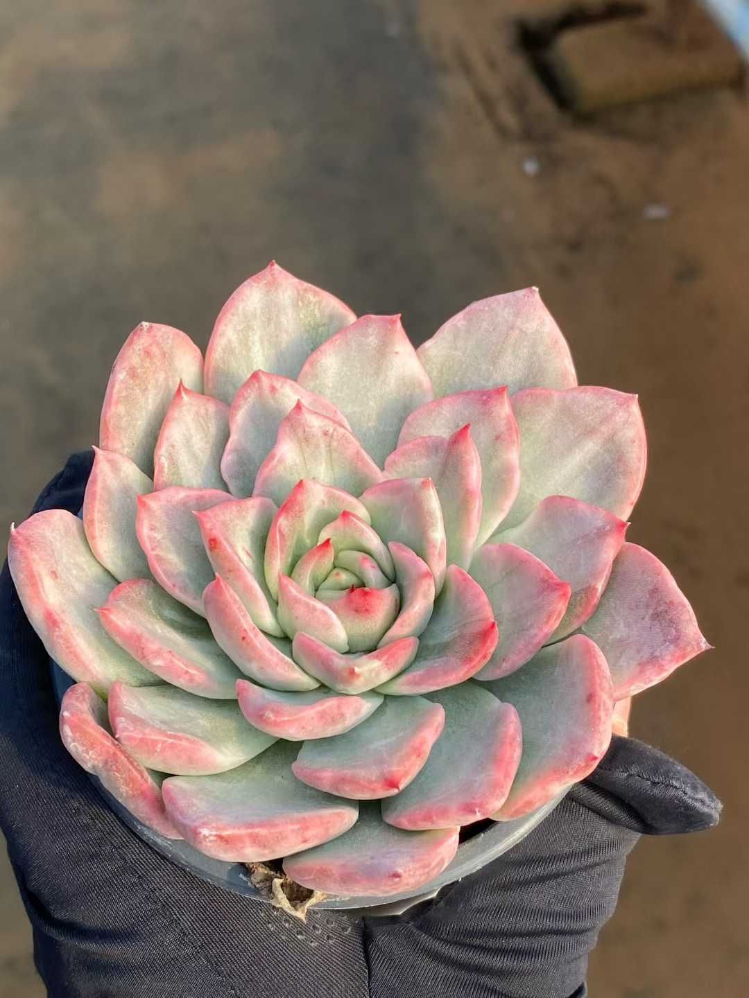 18株の抜き苗セット フロレアナニシキ 多肉植物 佐川急便発送