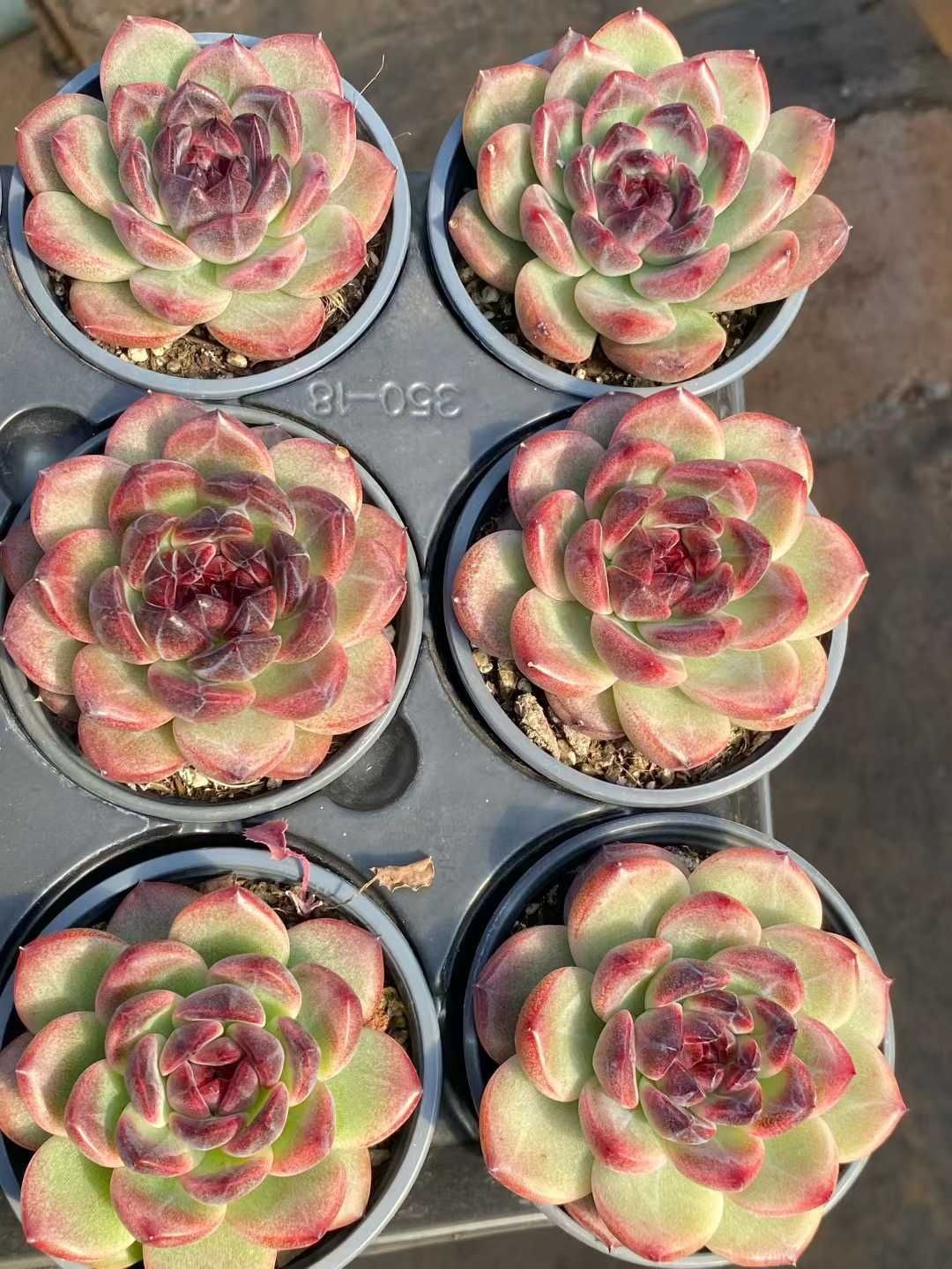 15株の抜き苗セット アイスランドコーヒー 多肉植物 佐川急便発送