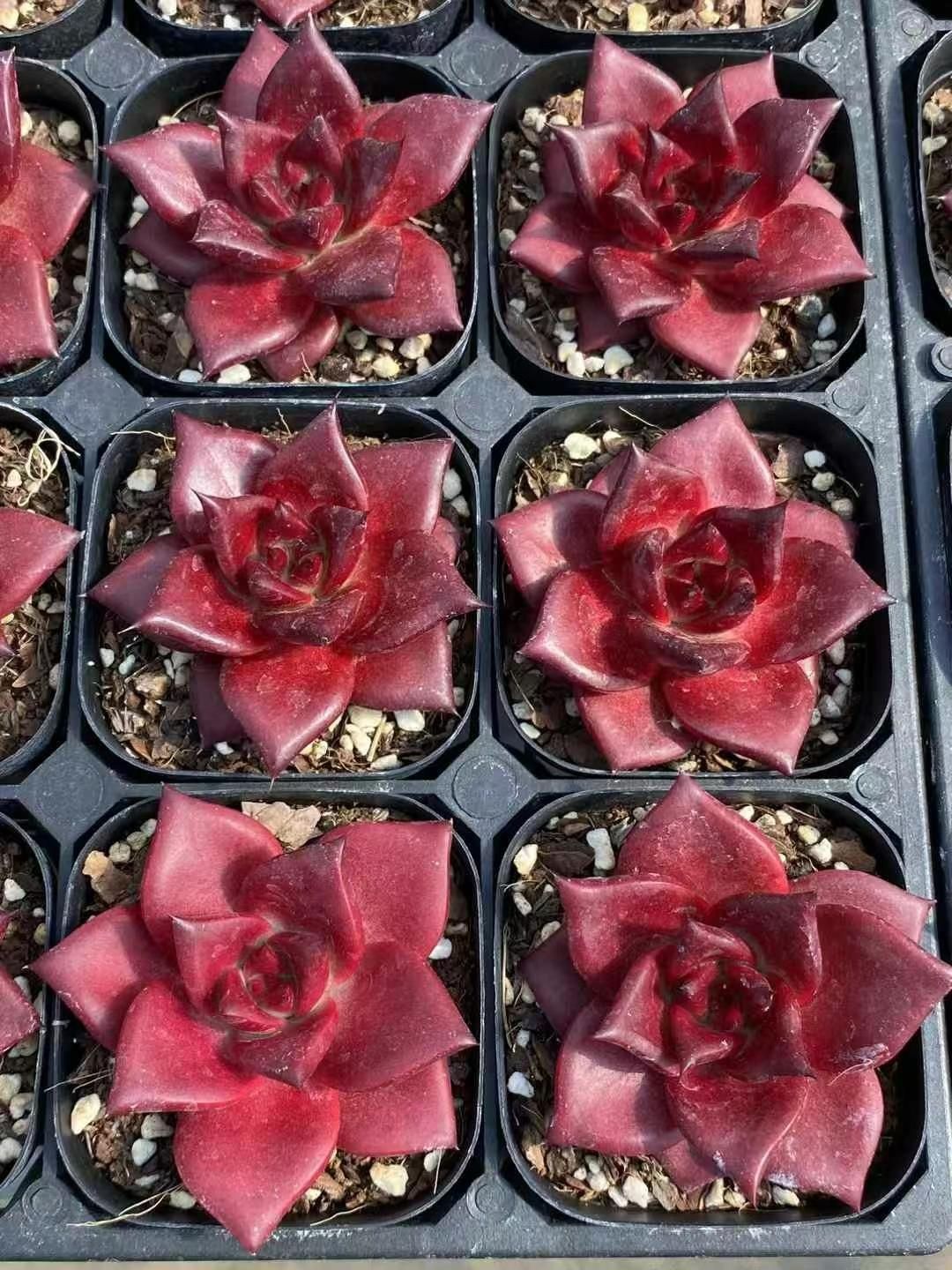 30株の抜き苗セット ロビン 多肉植物 佐川急便発送 エケベリア 韓国苗