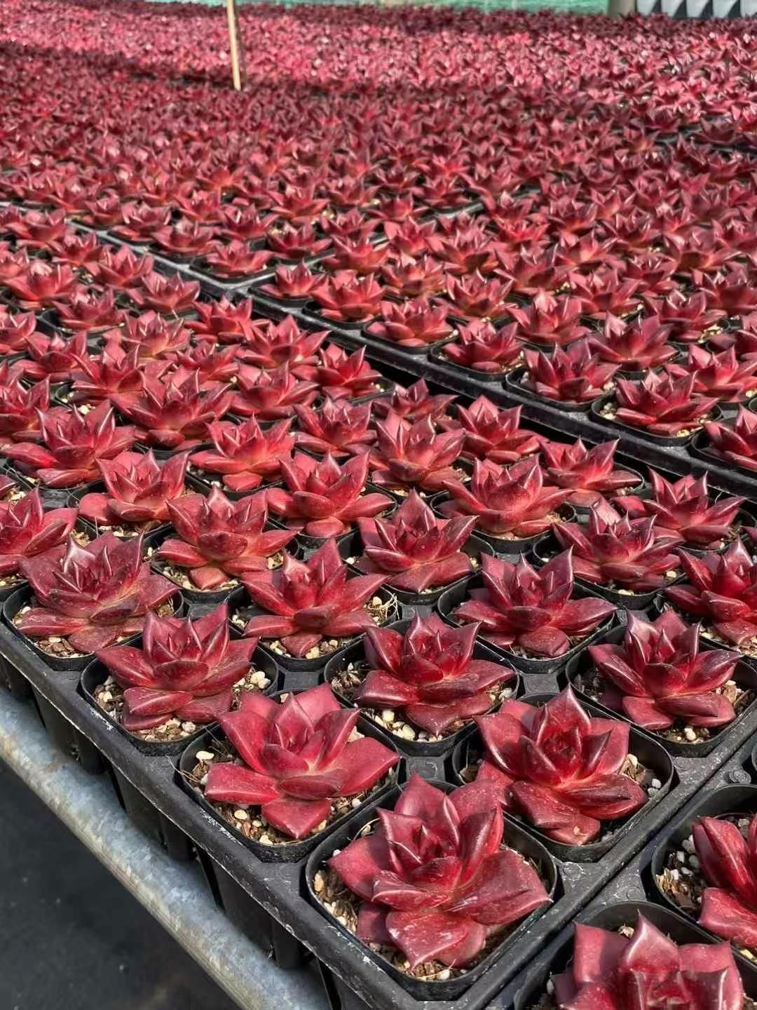 30株の抜き苗セット ロビン 多肉植物 佐川急便発送 エケベリア 韓国苗