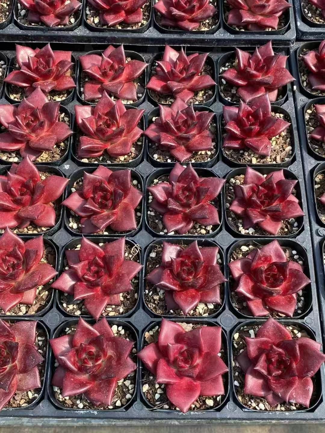 30株の抜き苗セット ロビン 多肉植物 佐川急便発送 エケベリア 韓国苗