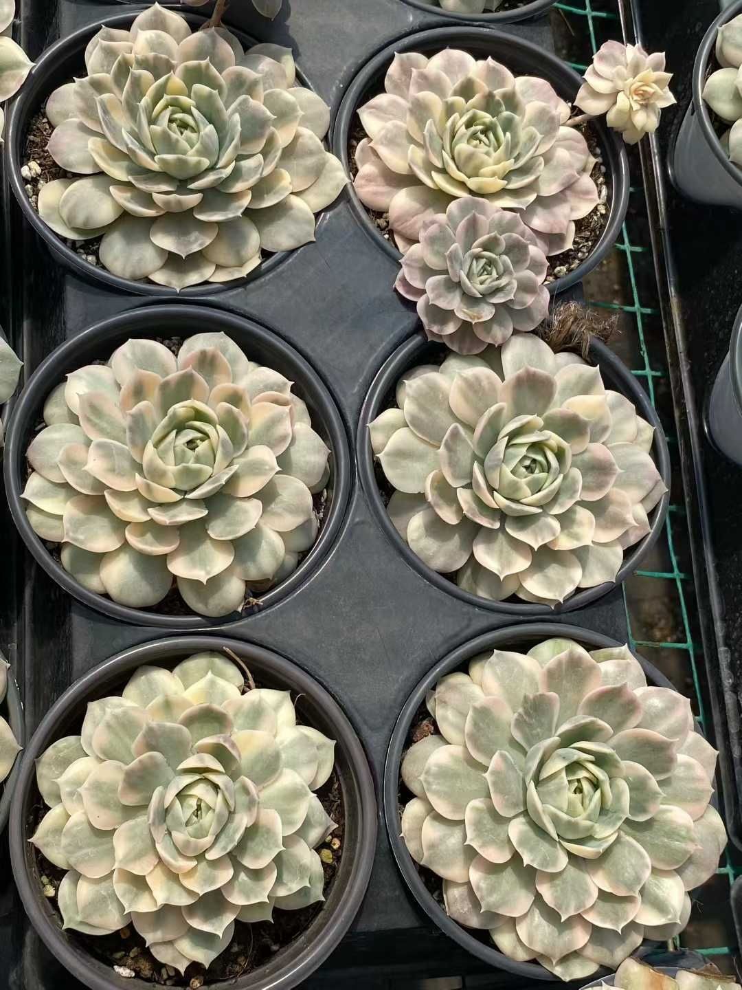 15株の抜き苗セット アンスノーニシキ 多肉植物 佐川急便発送