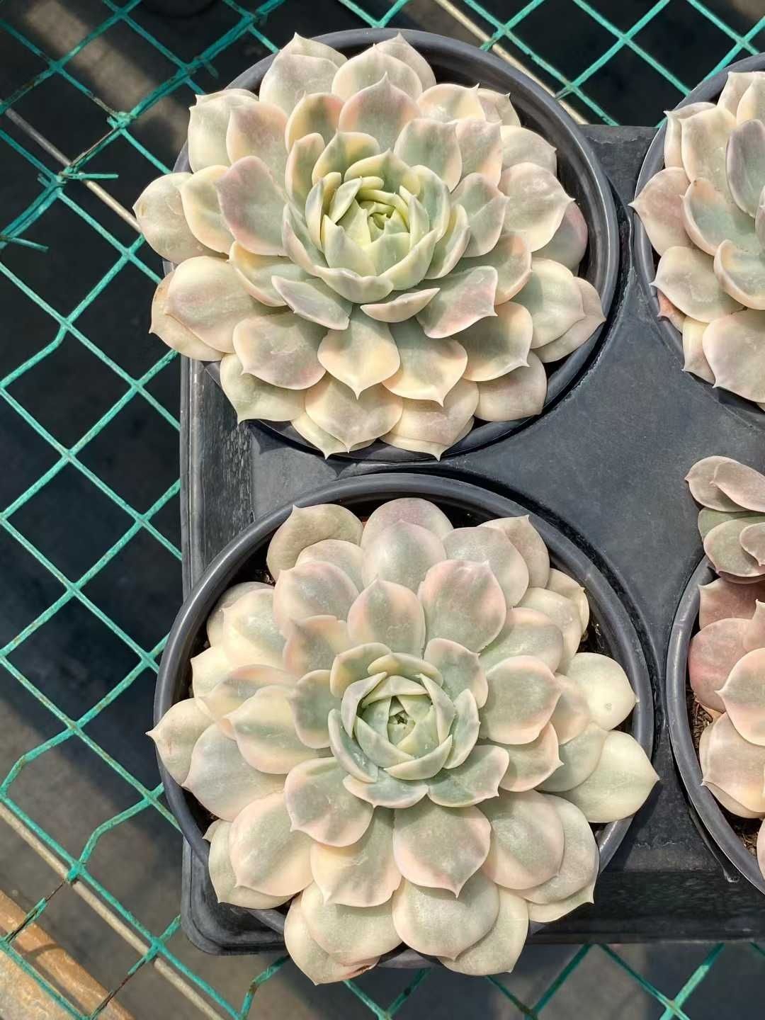 15株の抜き苗セット アンスノーニシキ 多肉植物 佐川急便発送