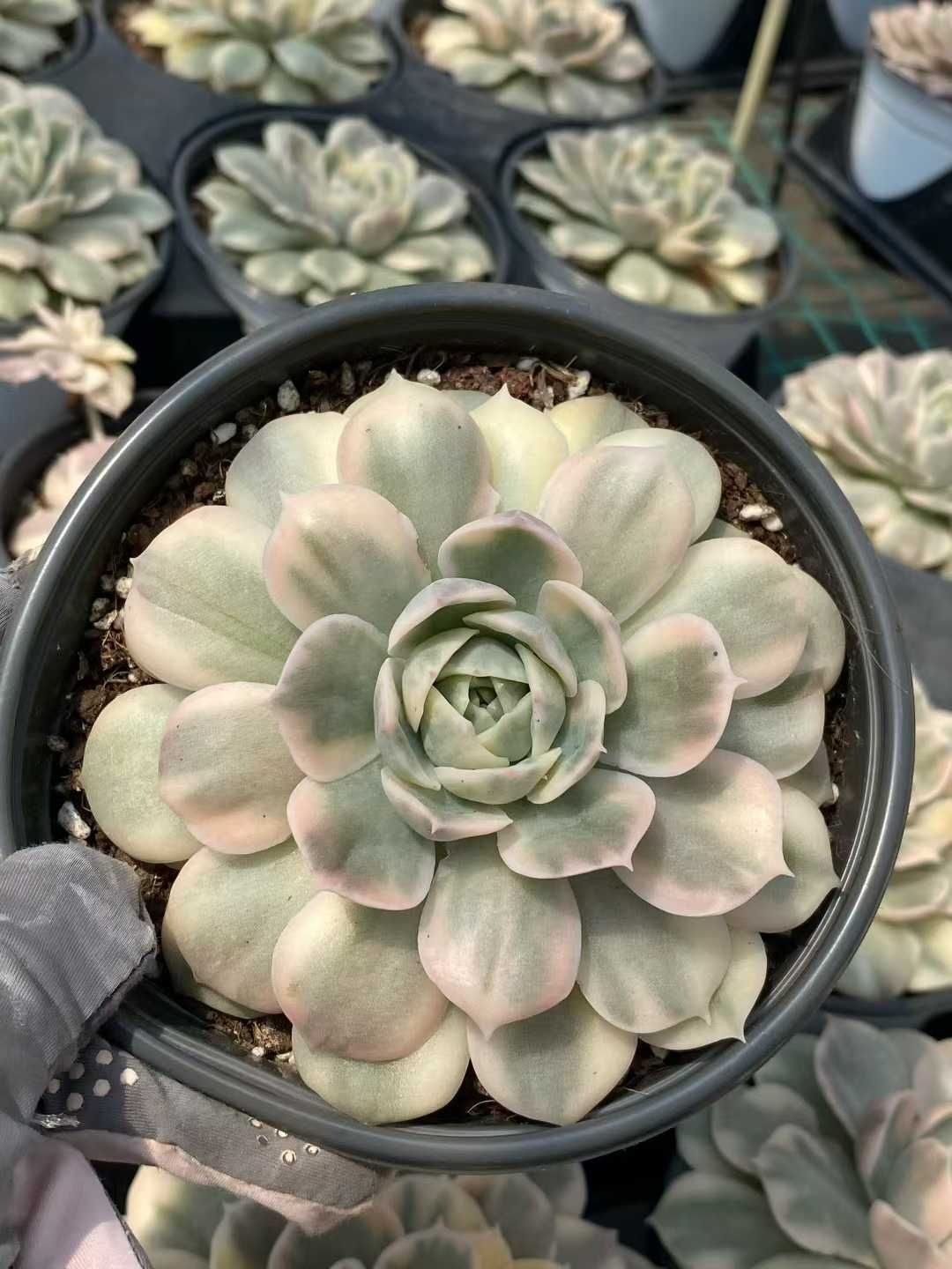 15株の抜き苗セット アンスノーニシキ 多肉植物 佐川急便発送