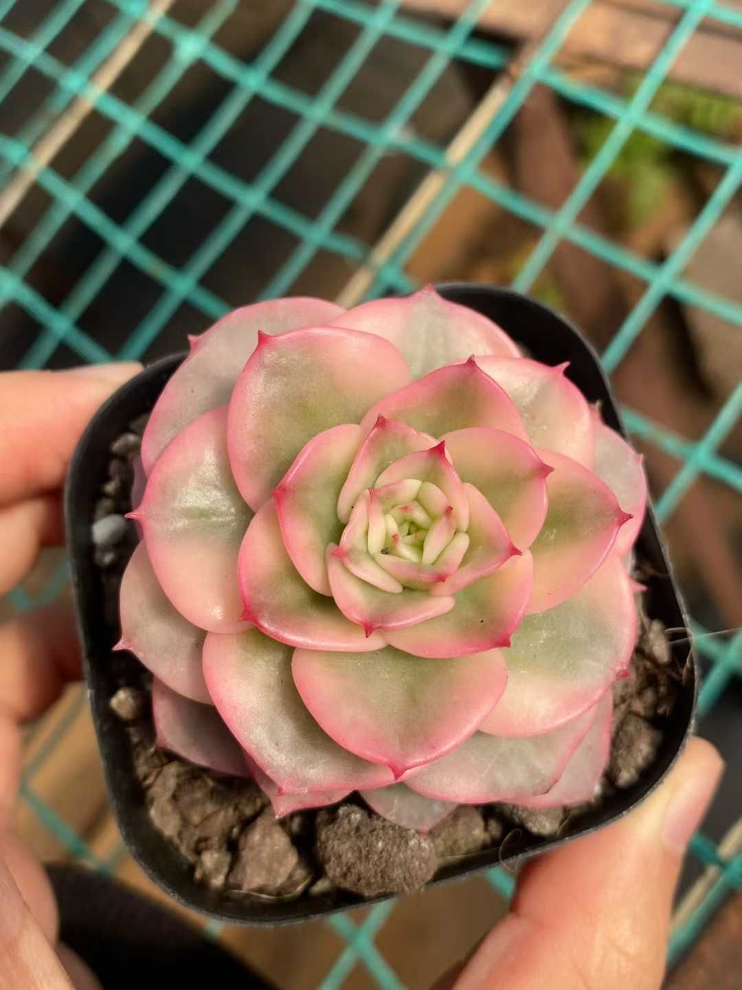 40株の抜き苗セット ロウボタンニシキ 多肉植物 佐川急便発送