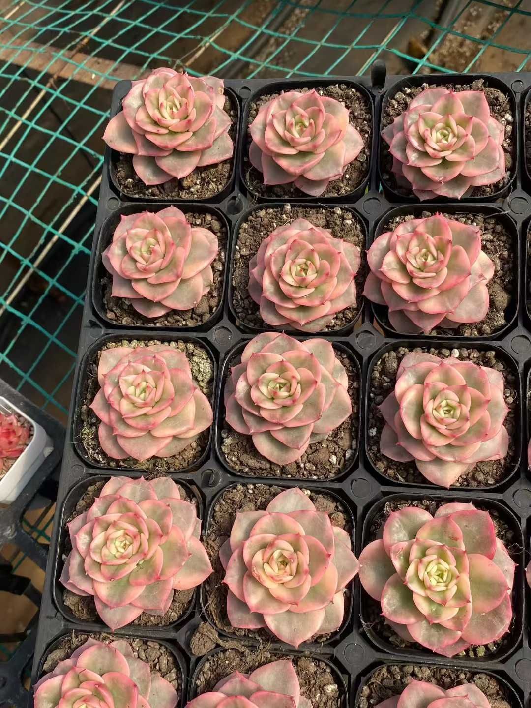 40株の抜き苗セット ロウボタンニシキ 多肉植物 佐川急便発送