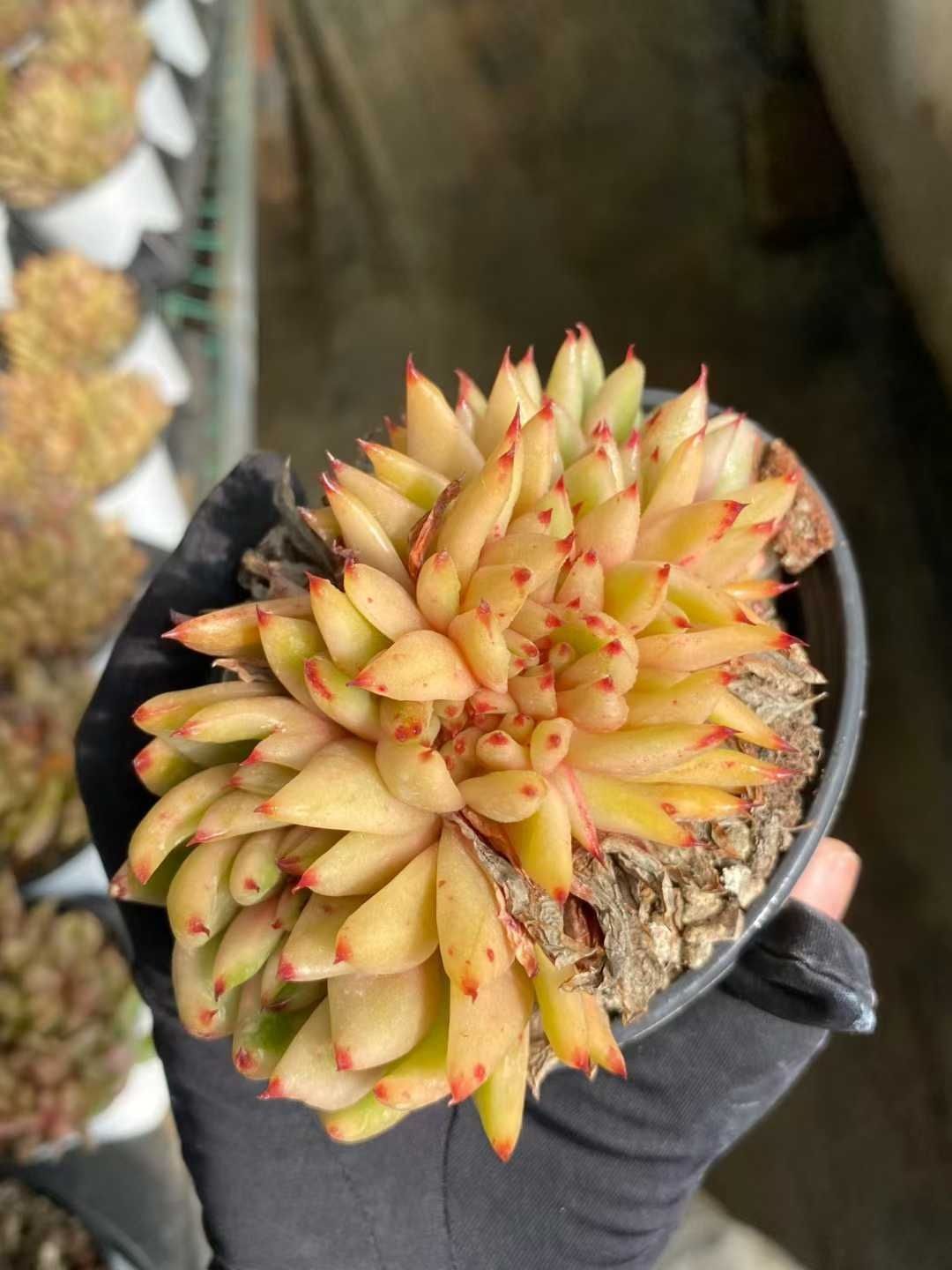 Top【選抜株】多肉植物　23653エスター錦 15個　鉢無し/脱土 36株の抜き苗セット エックソウルツイカニシキ 多肉植物 佐川急便発送