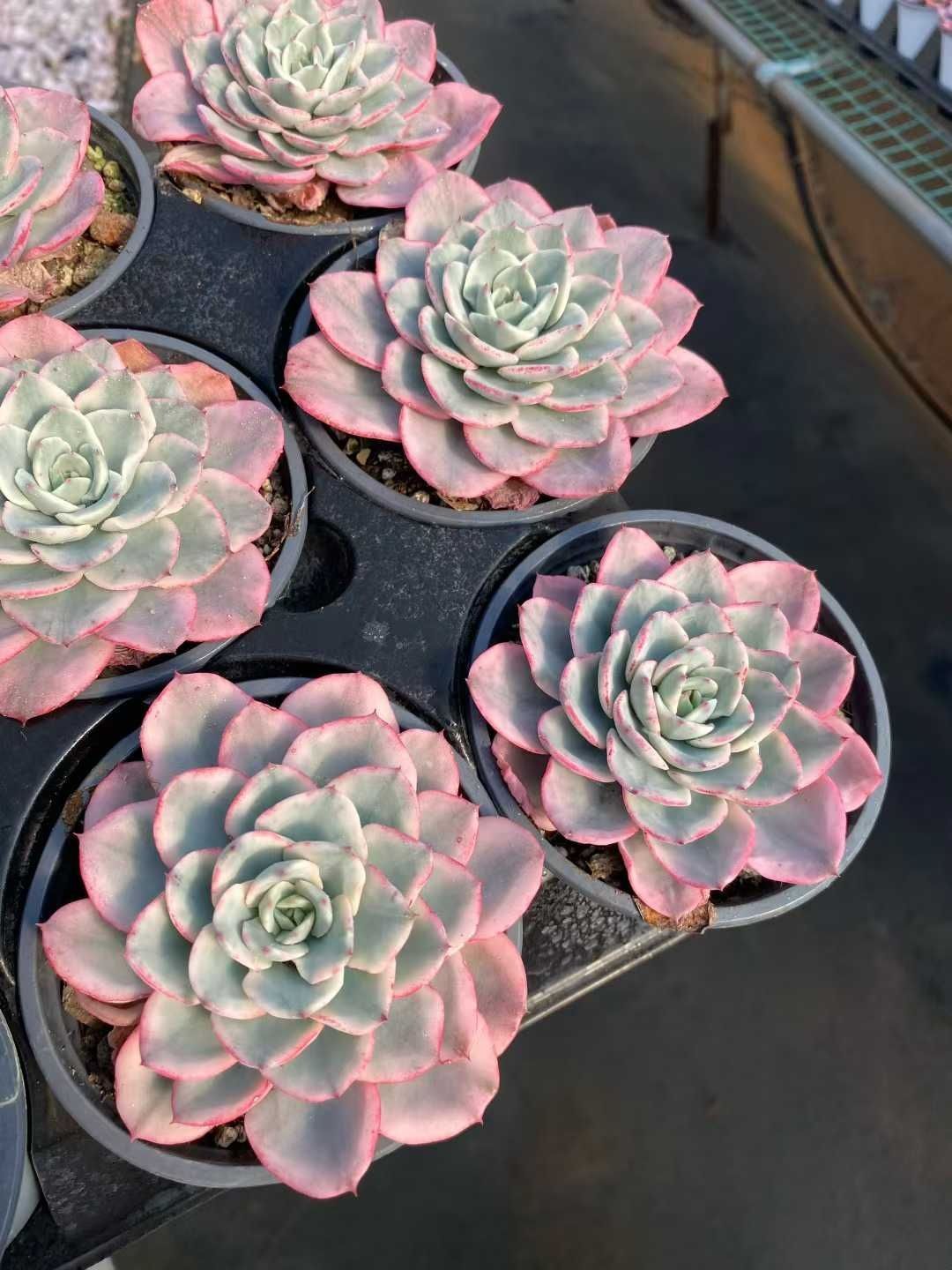 18株の抜き苗セット クリームイエローピーチニシキ 多肉植物 佐川急便