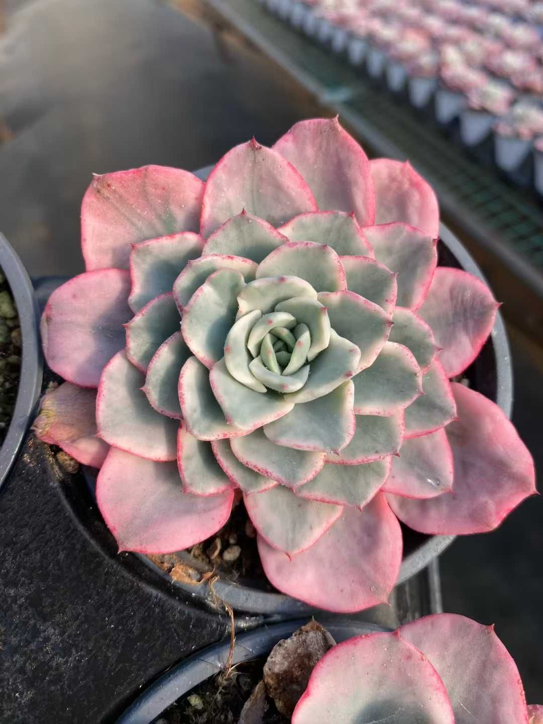 18株の抜き苗セット クリームイエローピーチニシキ 多肉植物 佐川急便