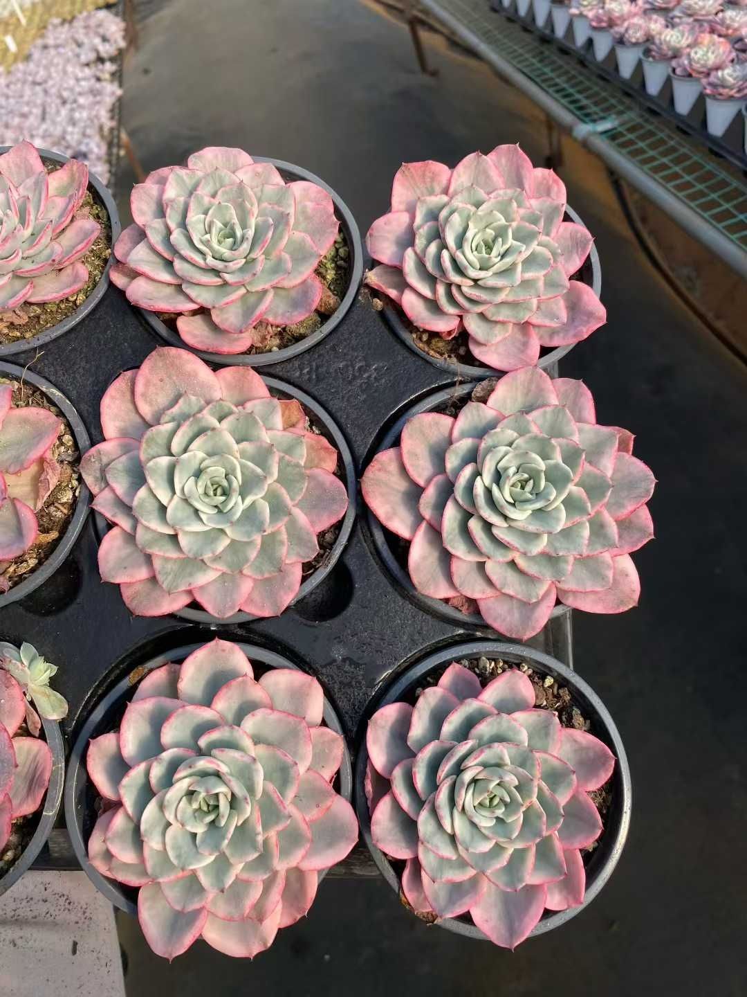 18株の抜き苗セット クリームイエローピーチニシキ 多肉植物 佐川急便