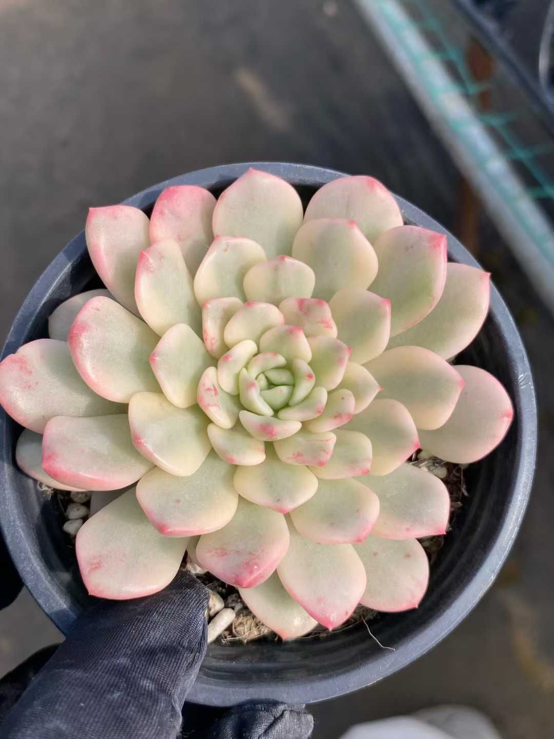 9株の抜き苗セット ルビーニシキ 多肉植物 佐川急便発送 エケベリア