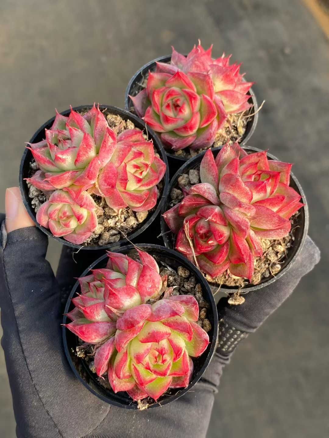 18株の抜き苗セット ドリームクイーン 多肉植物 佐川急便発送