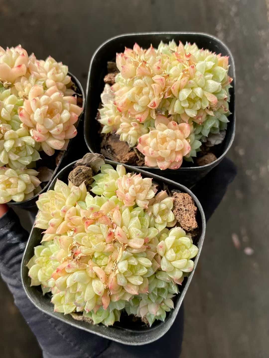 50株の抜き苗セット エメラルド 多肉植物 佐川急便発送 エケベリア