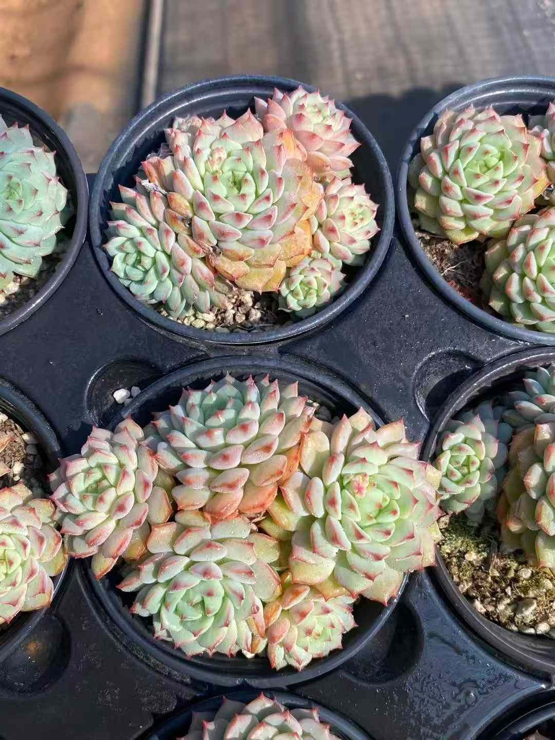 18株の抜き苗セット ローズレン 多肉植物 佐川急便発送 エケベリア