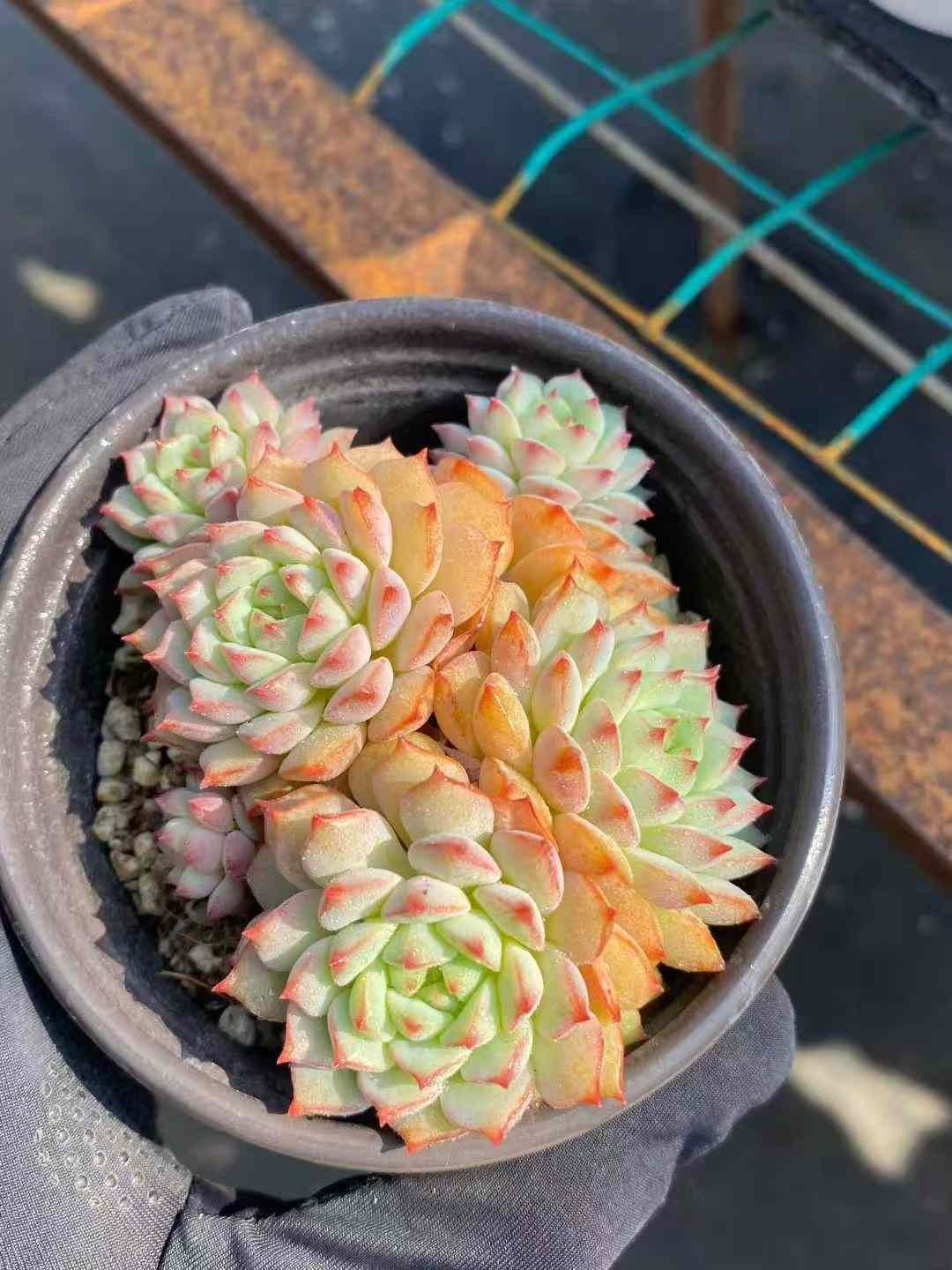 18株の抜き苗セット ローズレン 多肉植物 佐川急便発送 エケベリア