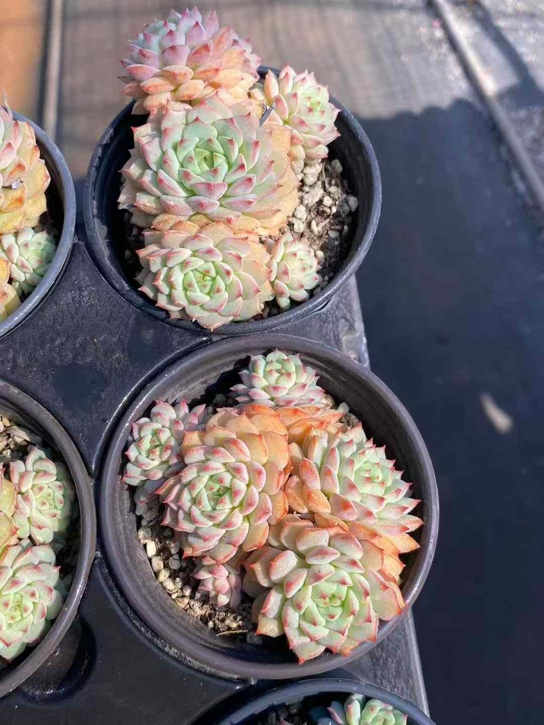 18株の抜き苗セット ローズレン 多肉植物 佐川急便発送 エケベリア