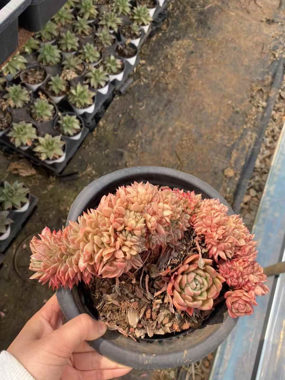 6株の抜き苗セット ギョクハイトウウン 多肉植物 佐川急便発送