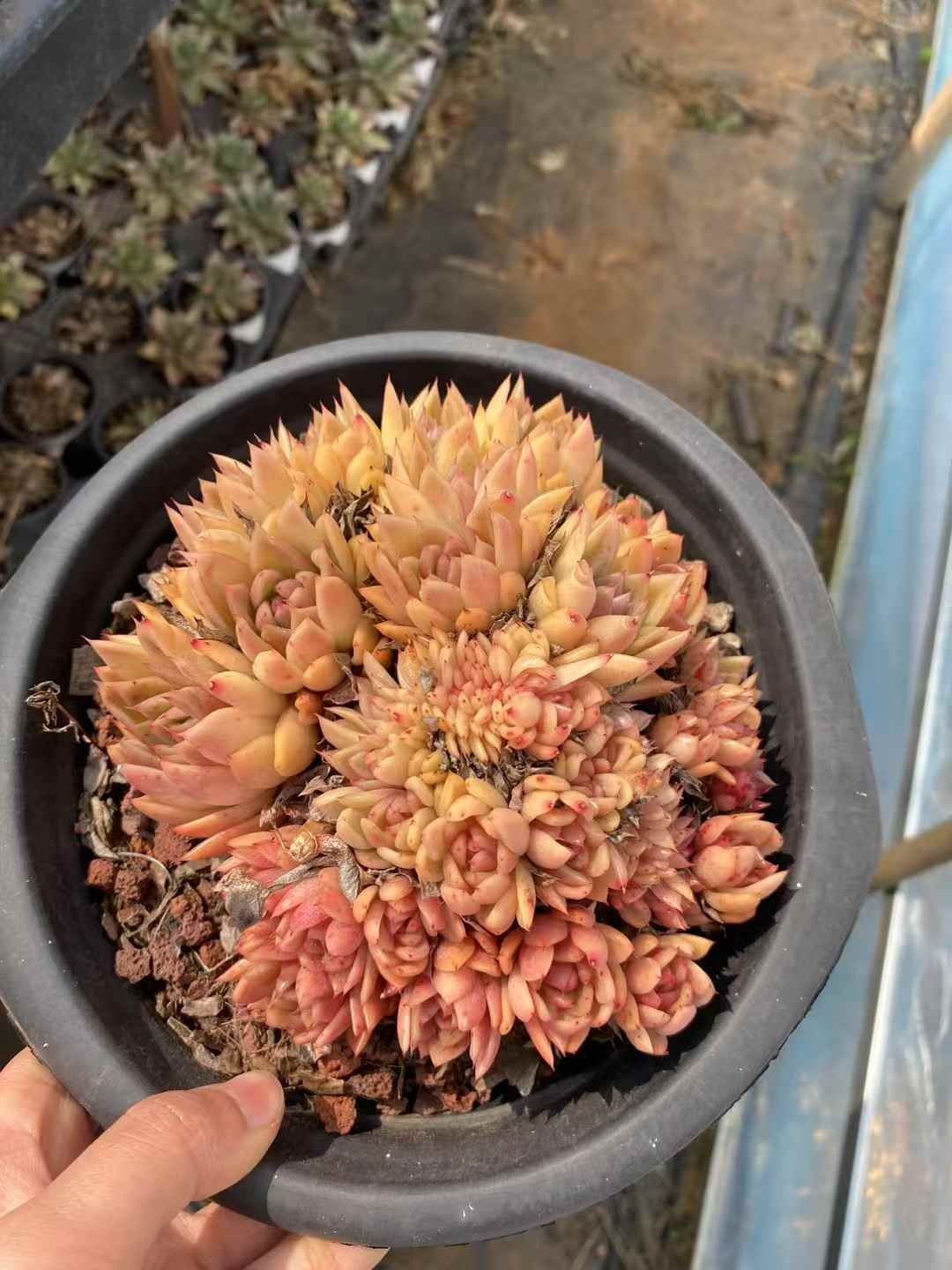 6株の抜き苗セット ギョクハイトウウン 多肉植物 佐川急便発送