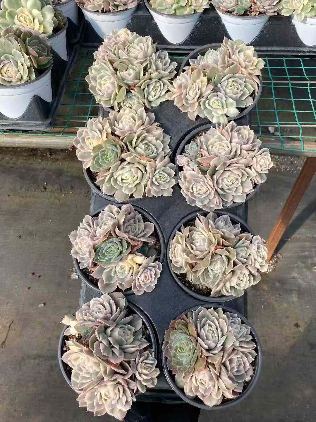 15株の抜き苗セット アンスノーニシキグン 多肉植物 佐川急便発送