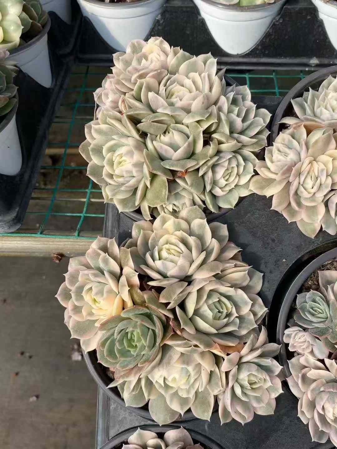 15株の抜き苗セット アンスノーニシキグン 多肉植物 佐川急便発送