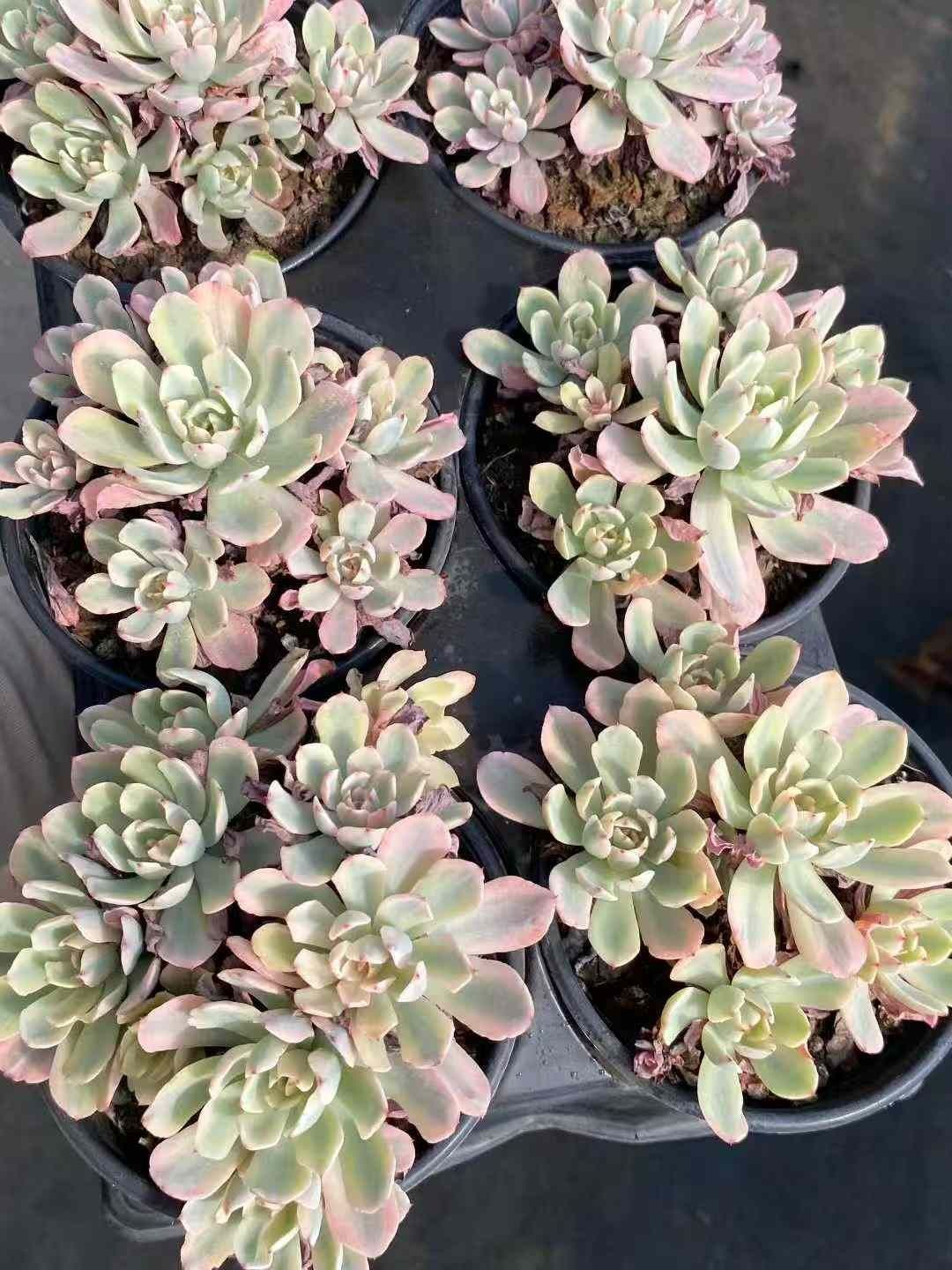 8株の抜き苗セット ハナグルマニシキ 多肉植物 佐川急便発送