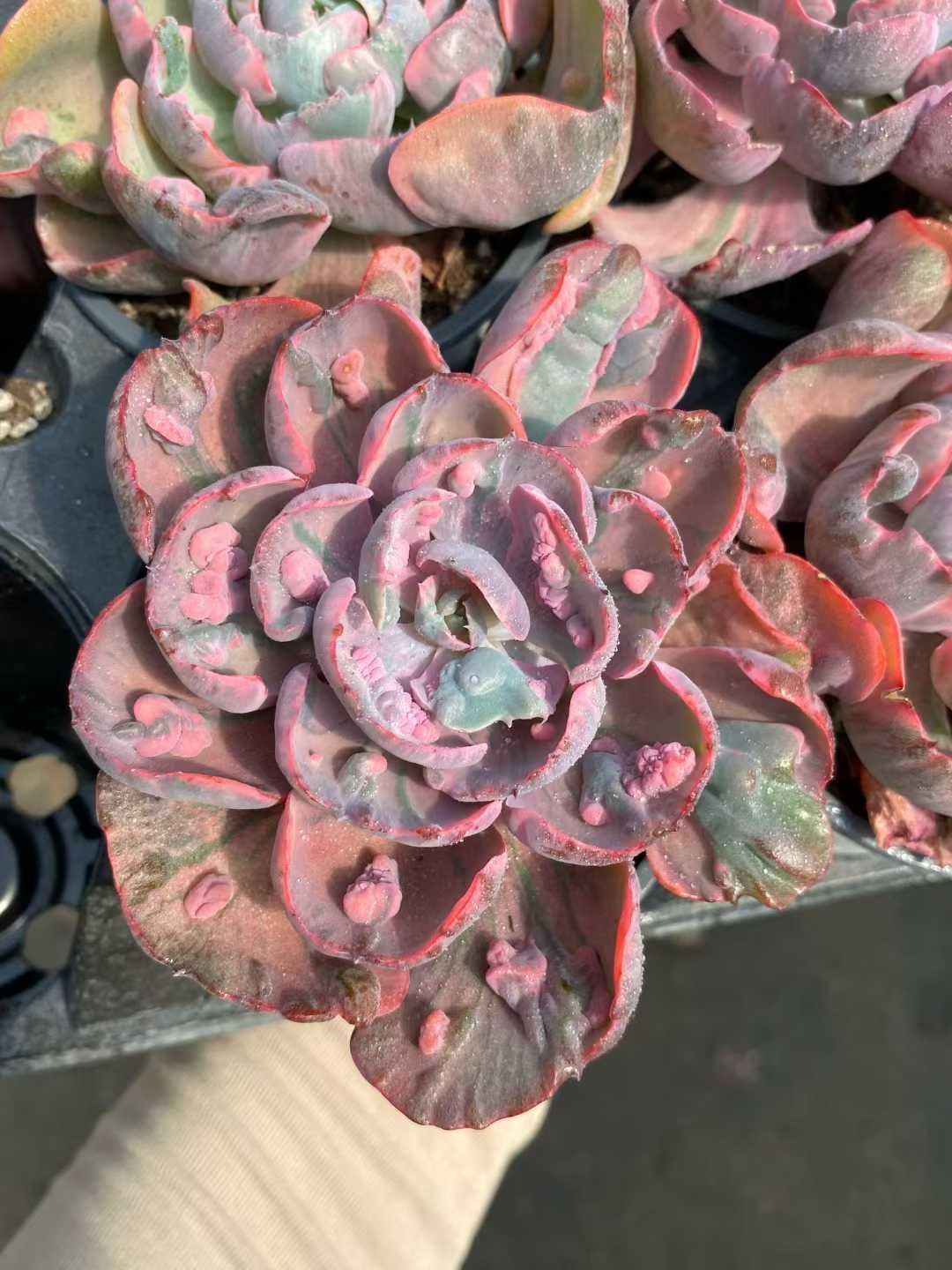 18株の抜き苗セット ココロノツキニシキ 多肉植物 佐川急便発送