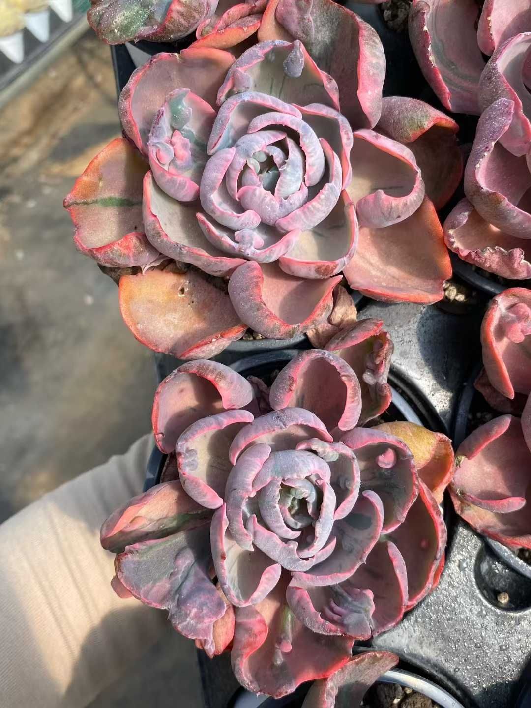 18株の抜き苗セット ココロノツキニシキ 多肉植物 佐川急便発送