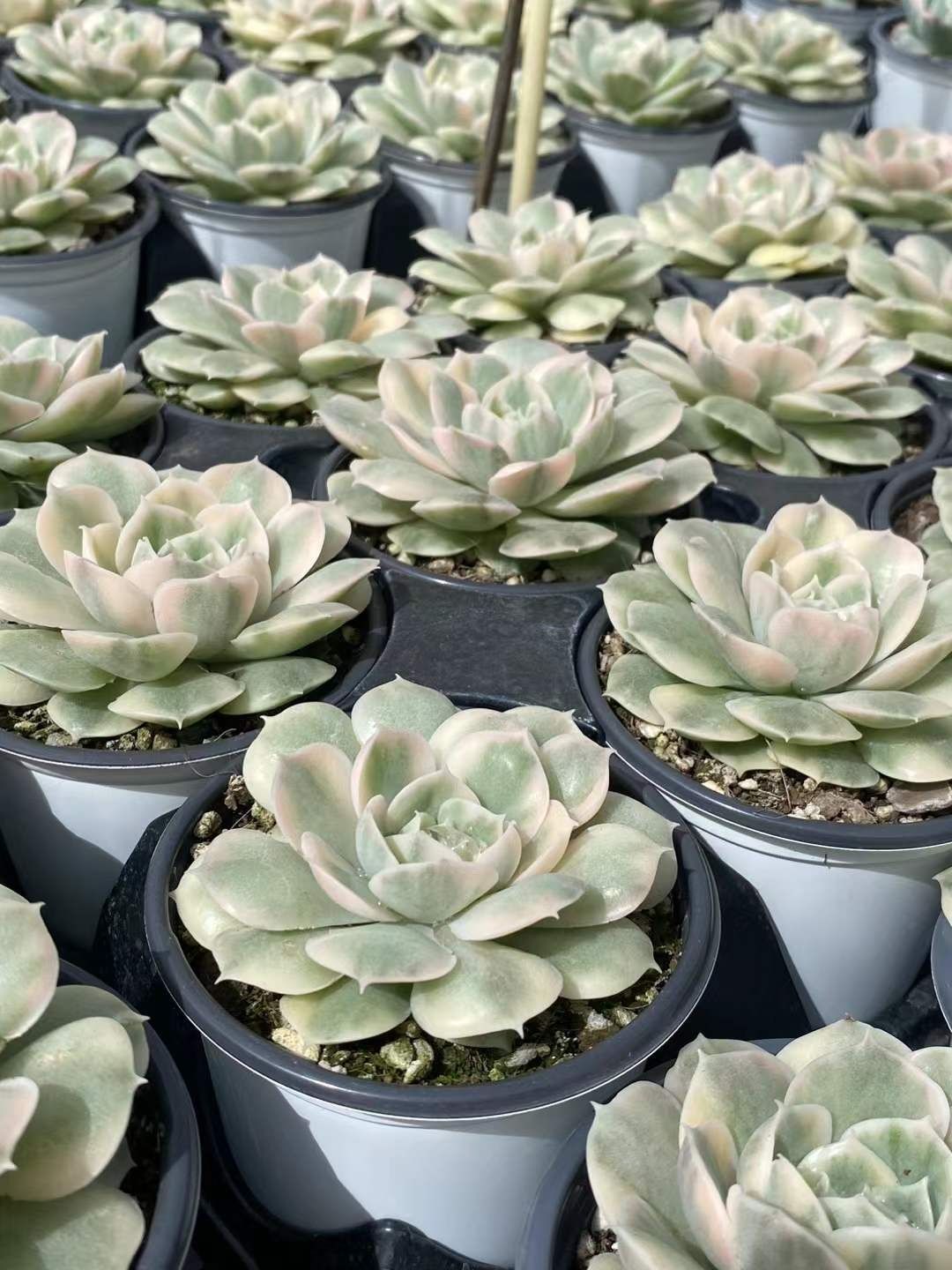 18株の抜き苗セット アンスノーニシキ 多肉植物 佐川急便発送