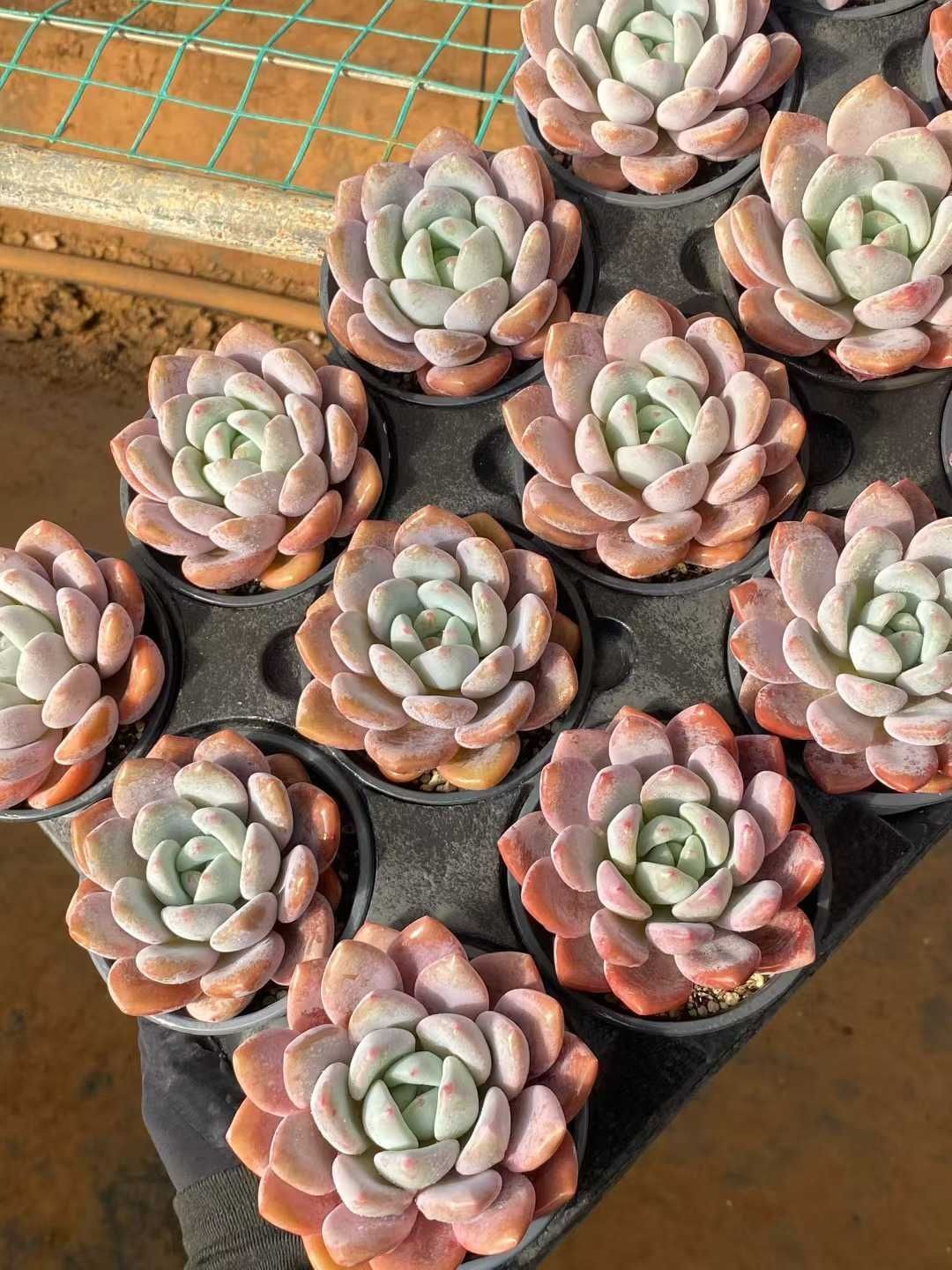 18株の抜き苗セット ゲッケイ 多肉植物 佐川急便発送 エケベリア 韓国