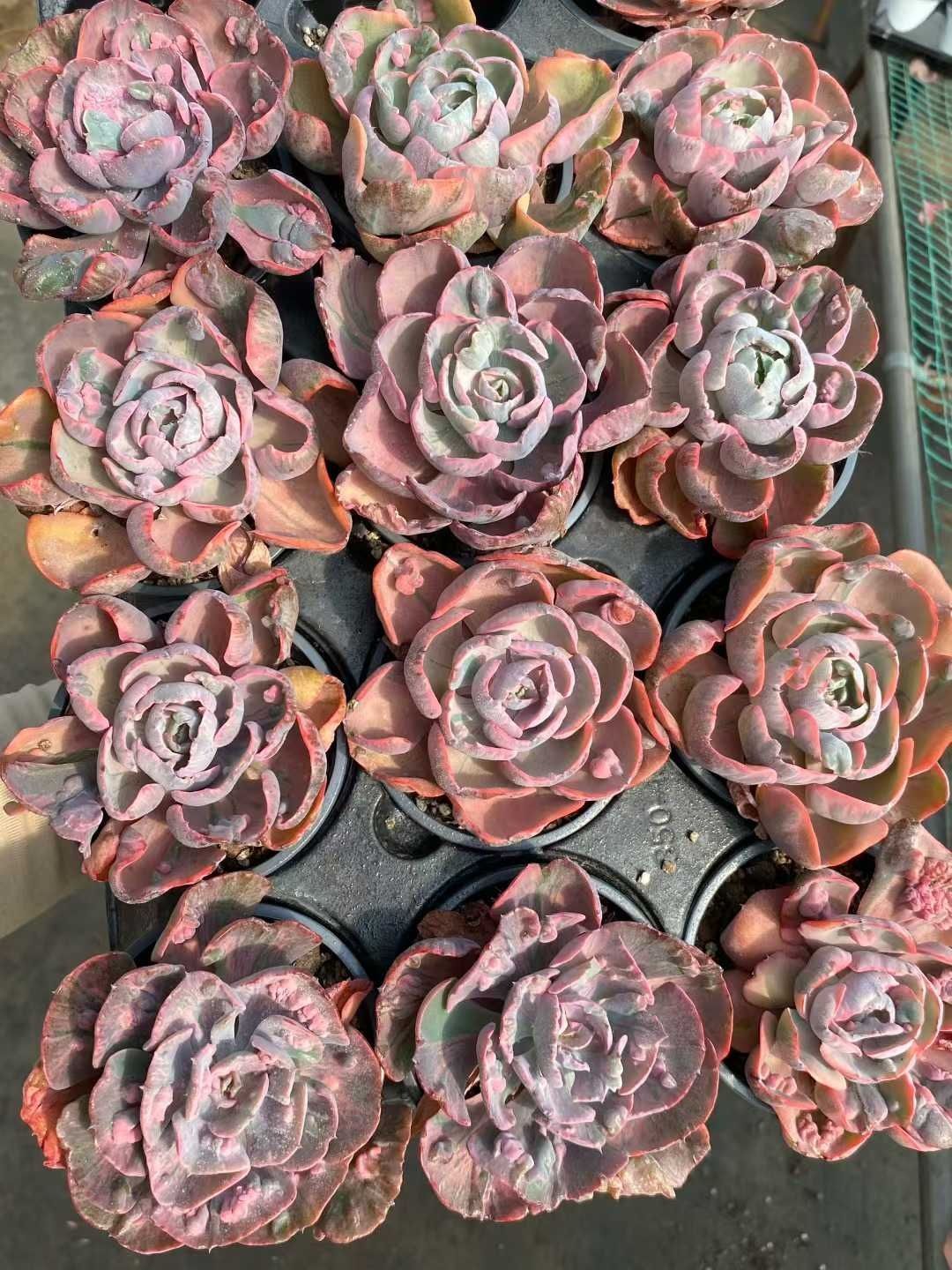 18株の抜き苗セット ココロノツキニシキ 多肉植物 佐川急便発送