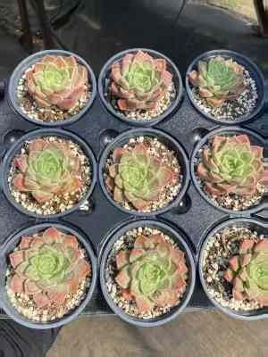 15株の抜き苗セット ドクターストレンジ 多肉植物 佐川急便発送