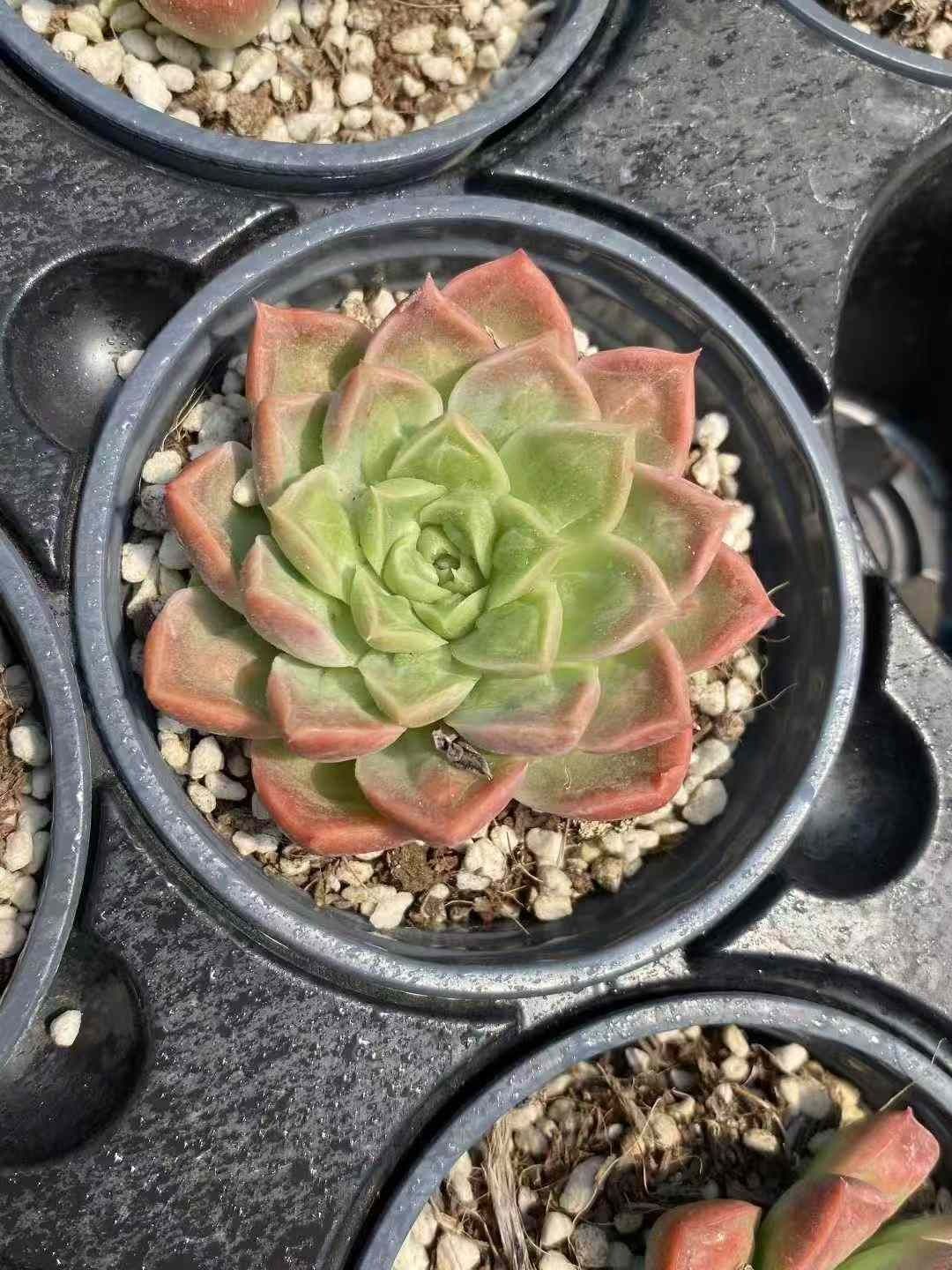 15株の抜き苗セット ドクターストレンジ 多肉植物 佐川急便発送