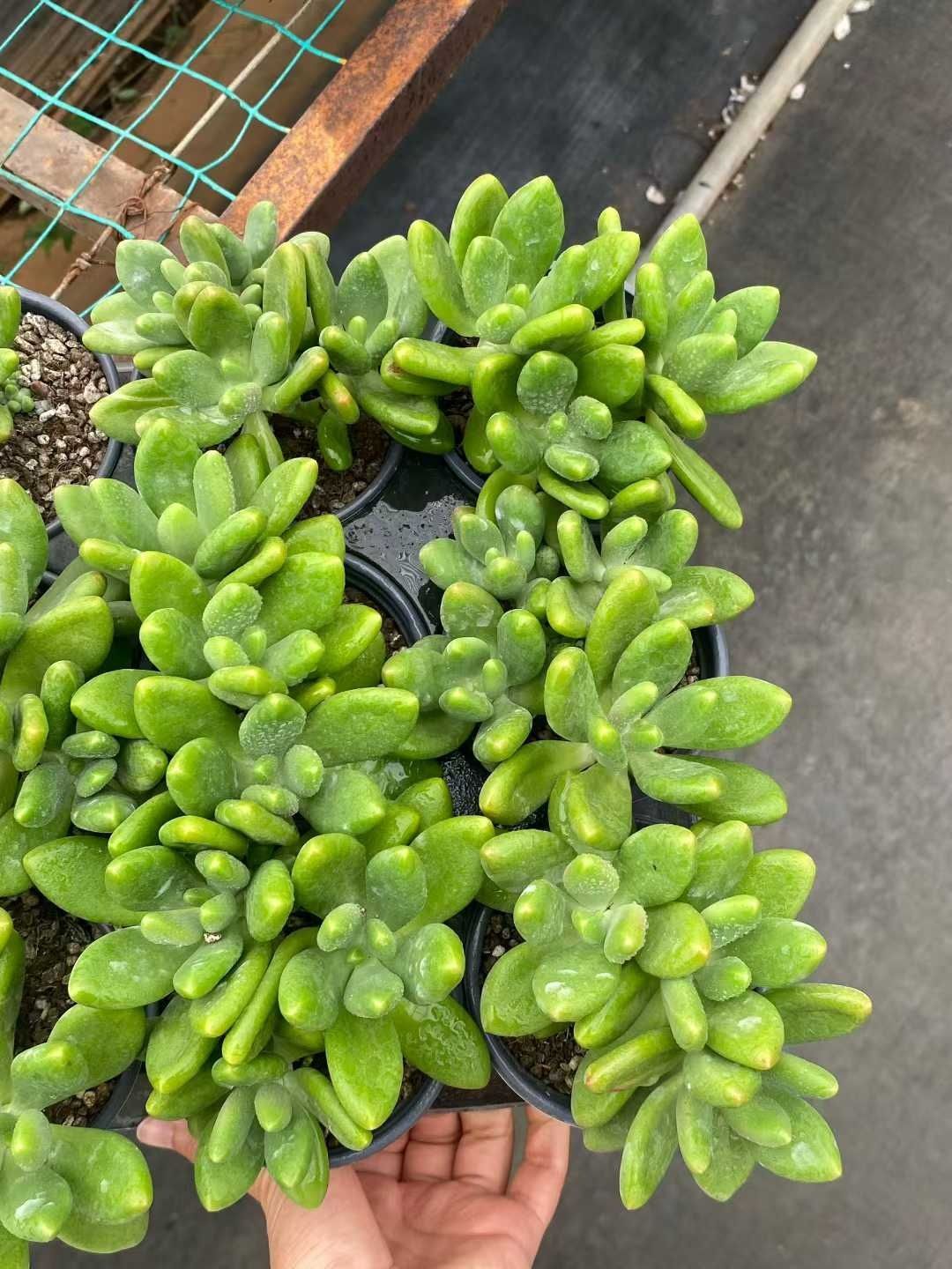 新入荷 24株の抜き苗セット マンゴーミルク 多肉植物 佐川急便発送