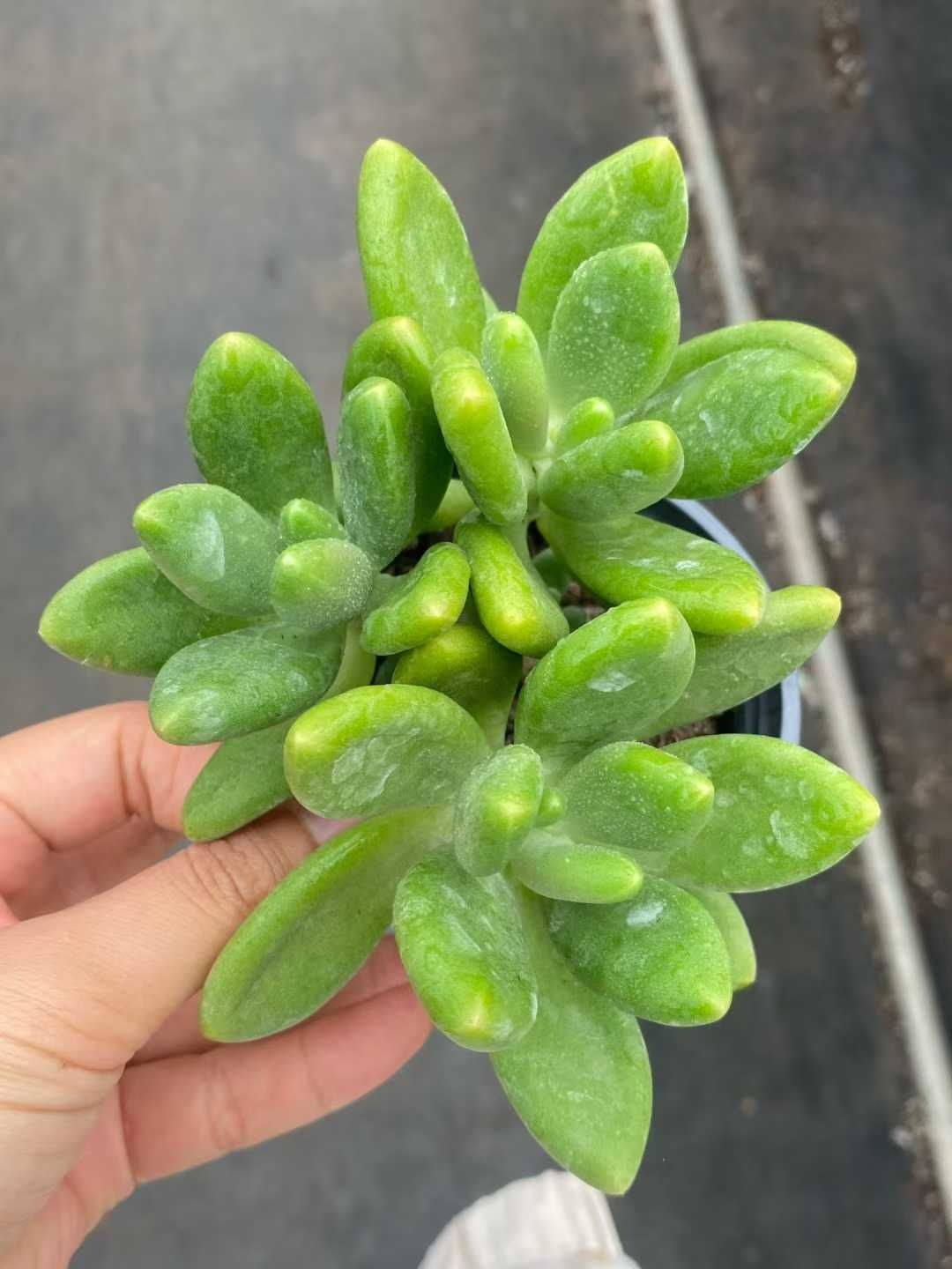 新入荷 24株の抜き苗セット マンゴーミルク 多肉植物 佐川急便発送