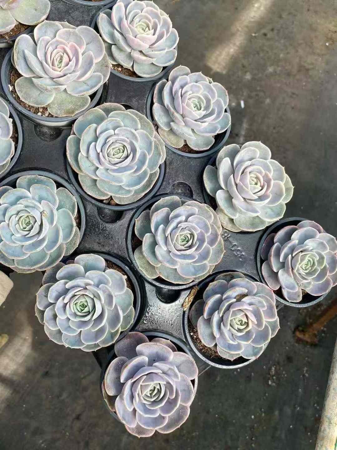 24株の抜き苗セット ブルーサプライズニシキ 多肉植物 佐川急便発送