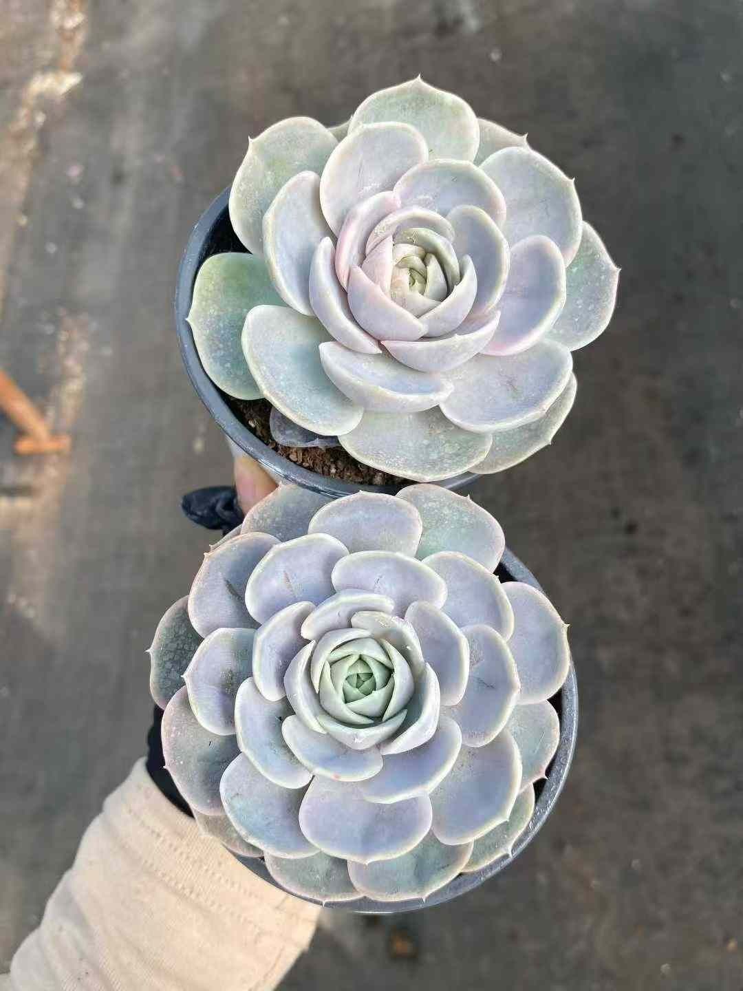 24株の抜き苗セット ブルーサプライズニシキ 多肉植物 佐川急便発送