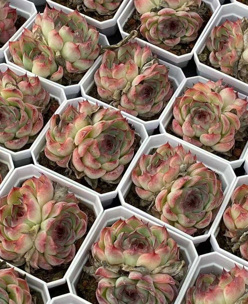 新入荷 50株の抜き苗セット ゴウコンヒメ 多肉植物 佐川急便発送